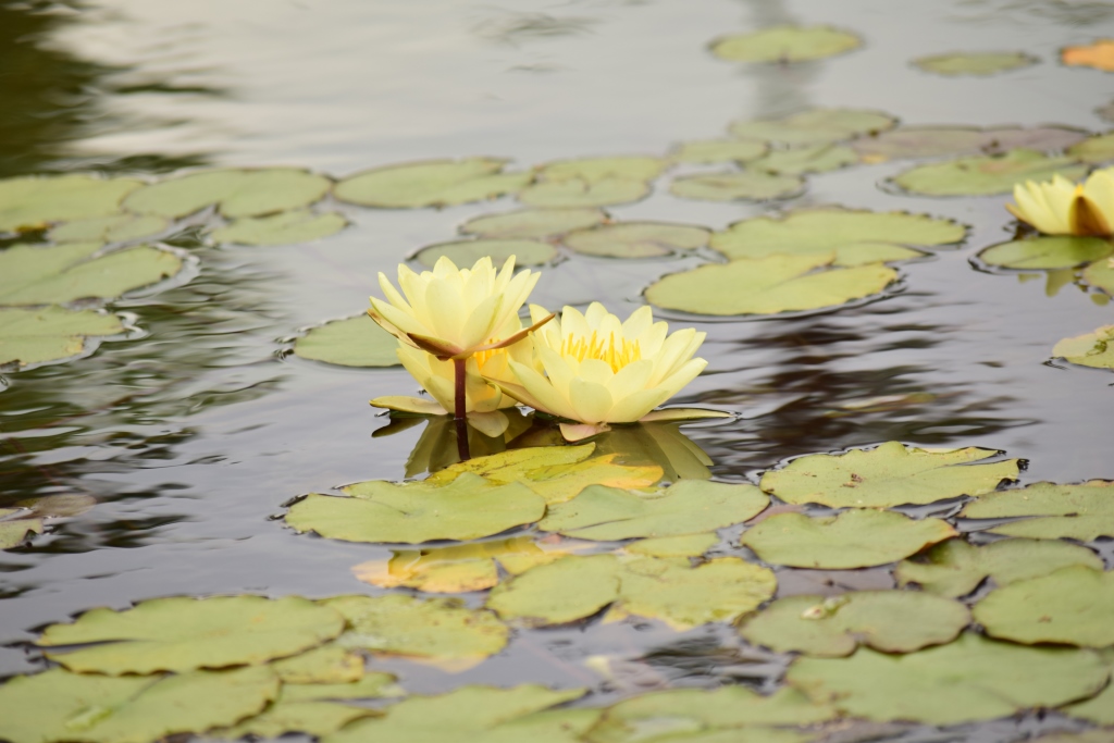Balboa Park, San Diego, California