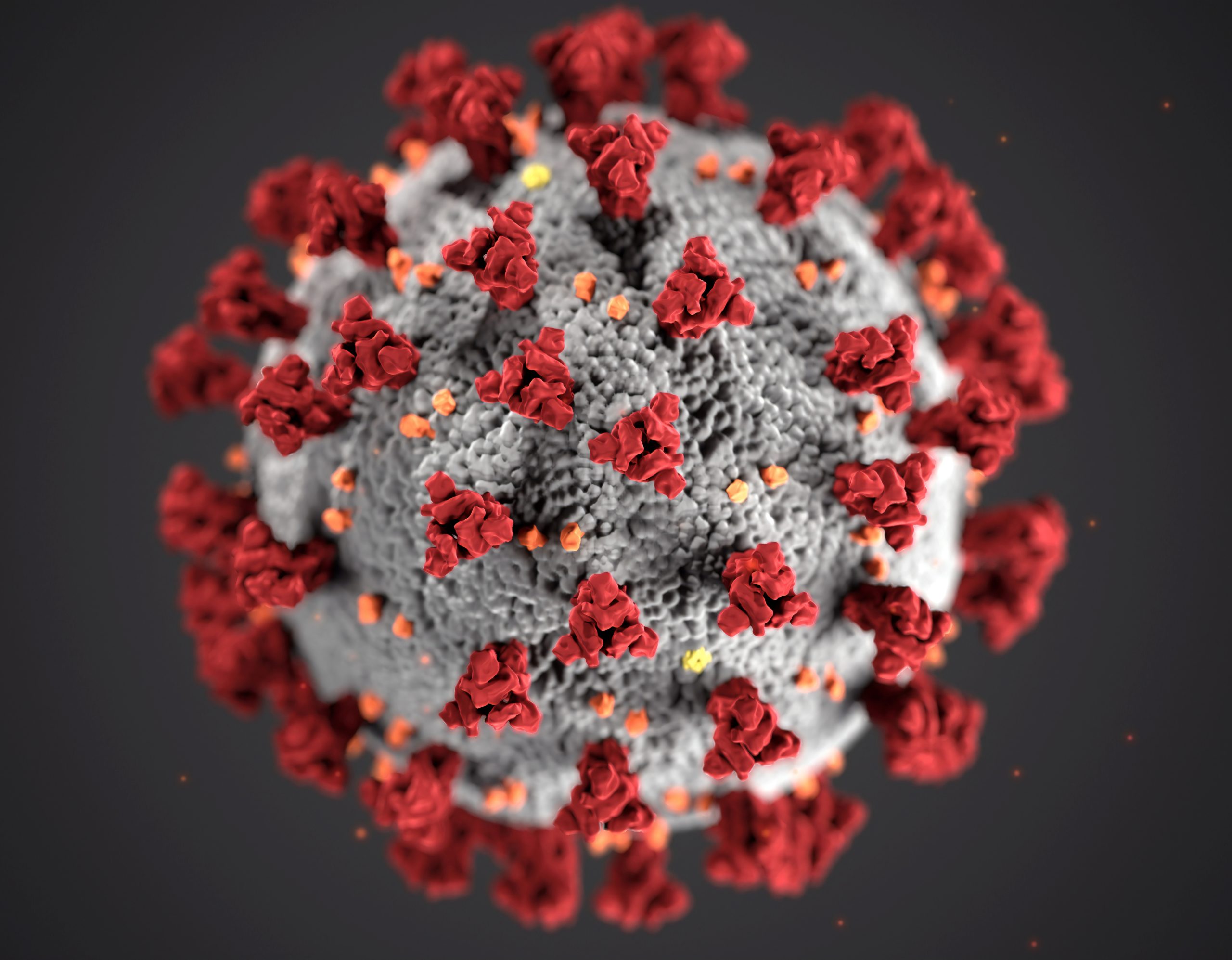 Coronavirus (COVID19). Photo by CDC on Unsplash.