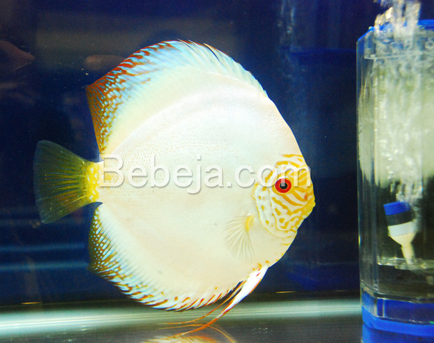 Free Gambar Ikan Discus Cantik Terupdate by Lampung Hits