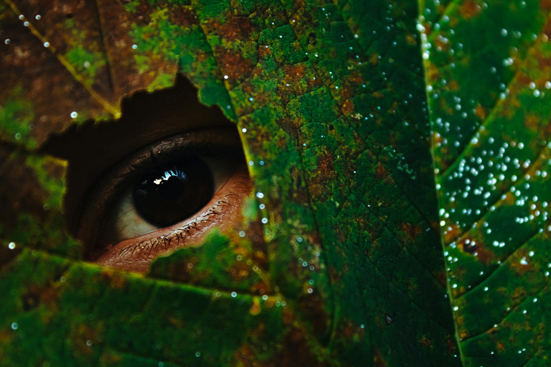 green and brown leaf with water droplets
