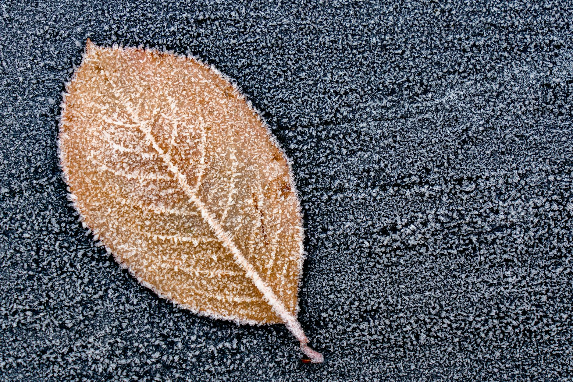 frost covered leaf on icy surface