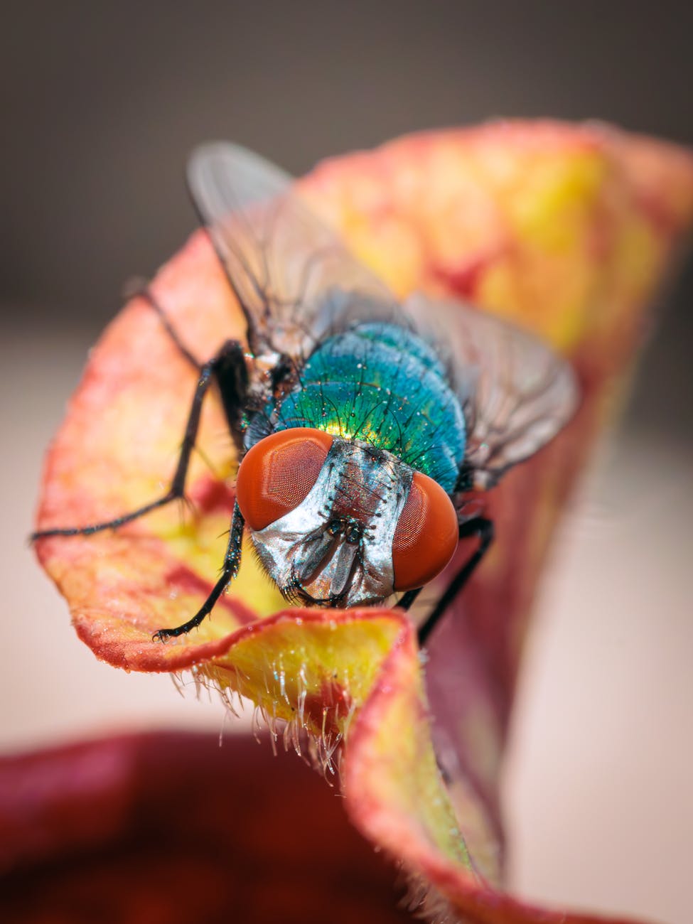 close up of a housefly on colorful leaf