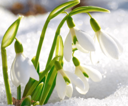snowdrops - help students dream