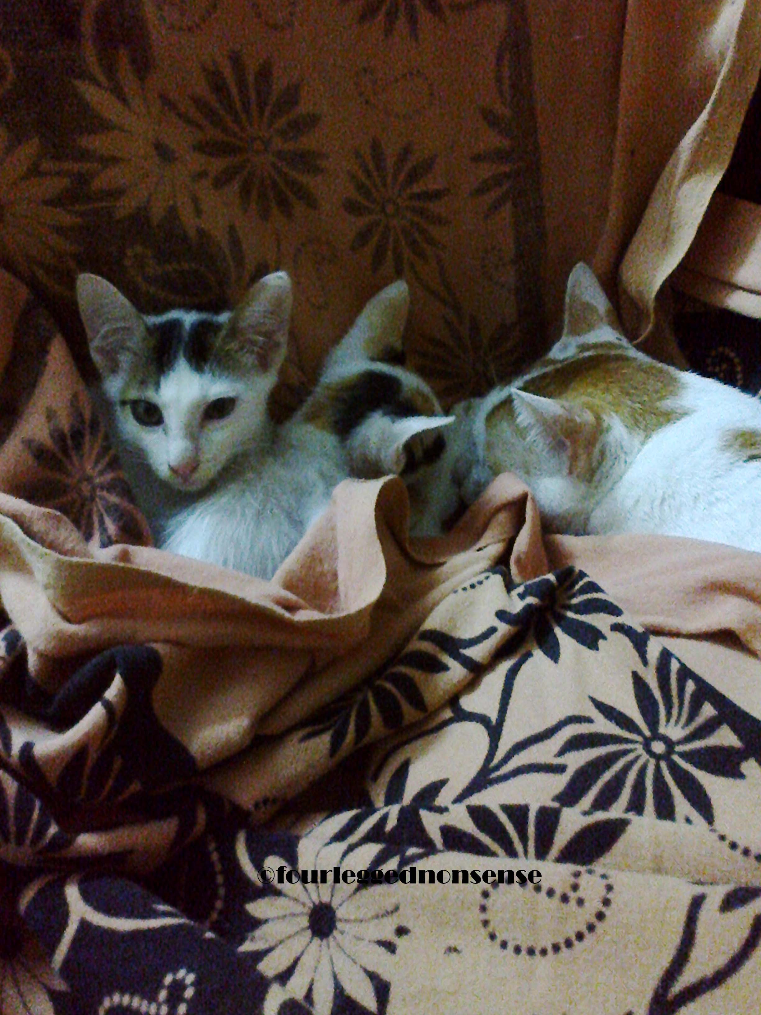 fourleggednonsense_cc2