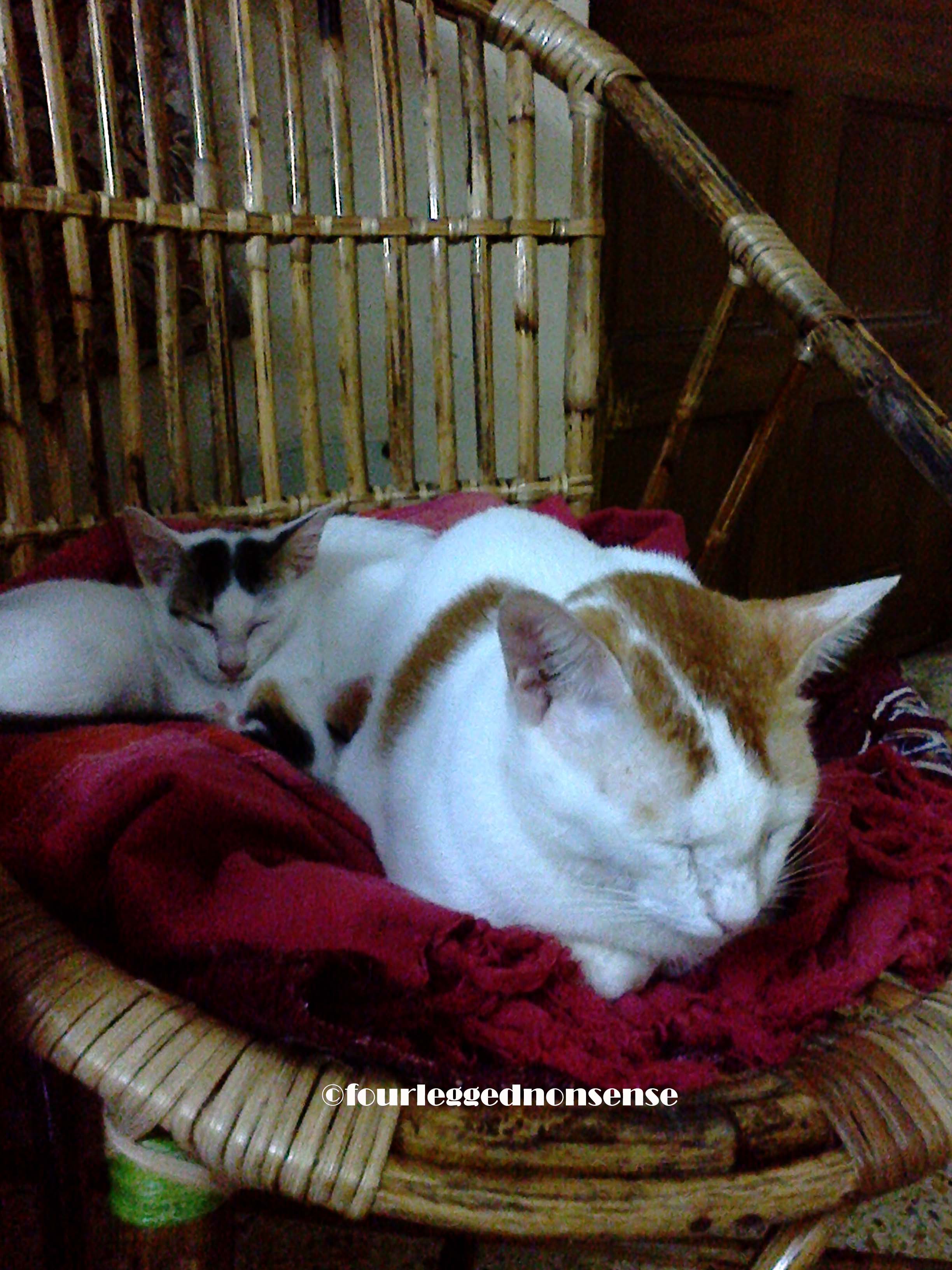 fourleggednonsense_cc3