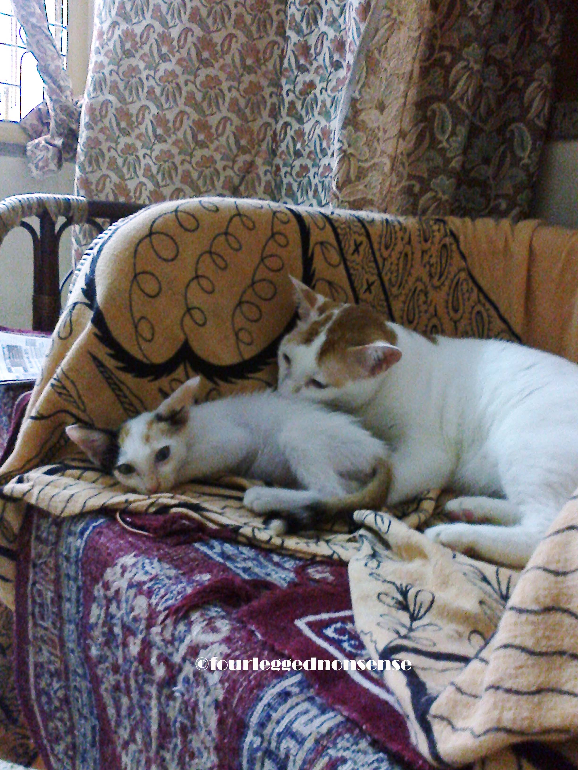 fourleggednonsense_cc5