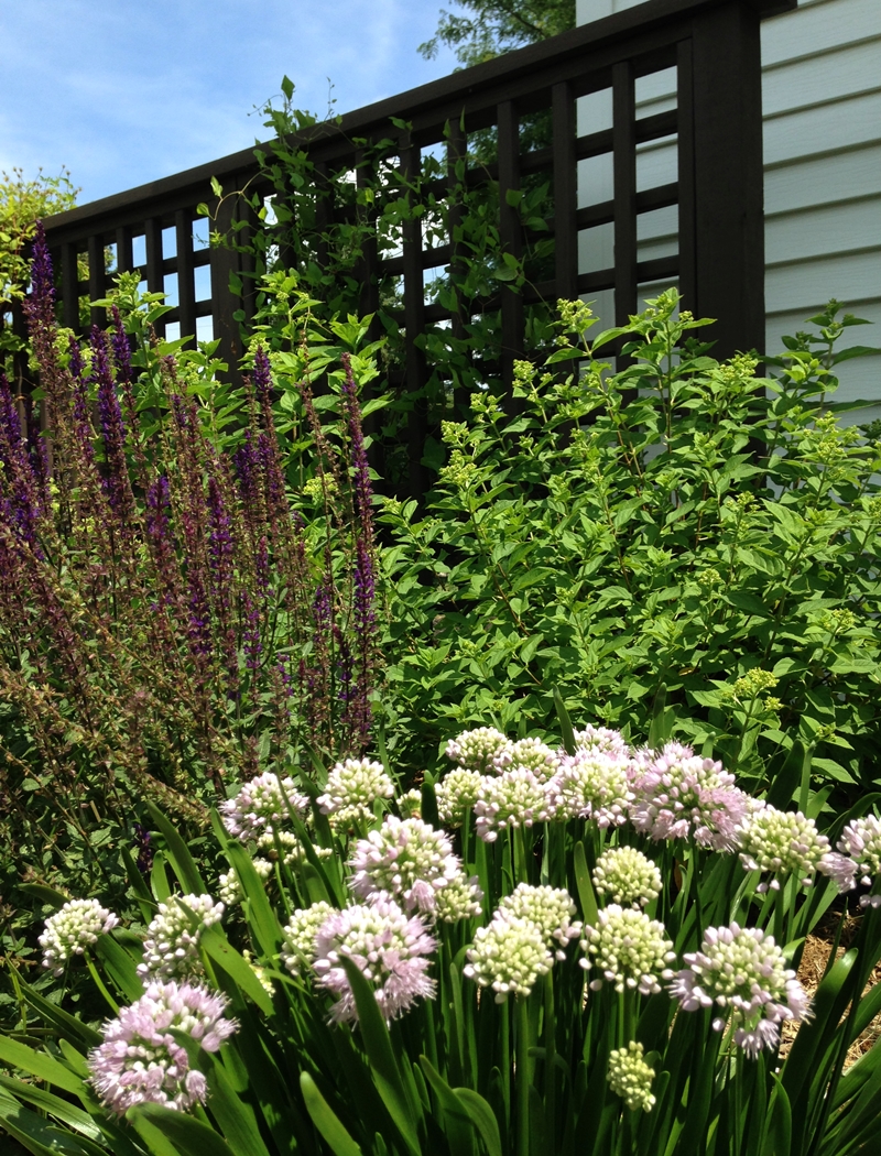 Summer Beauty Allium
