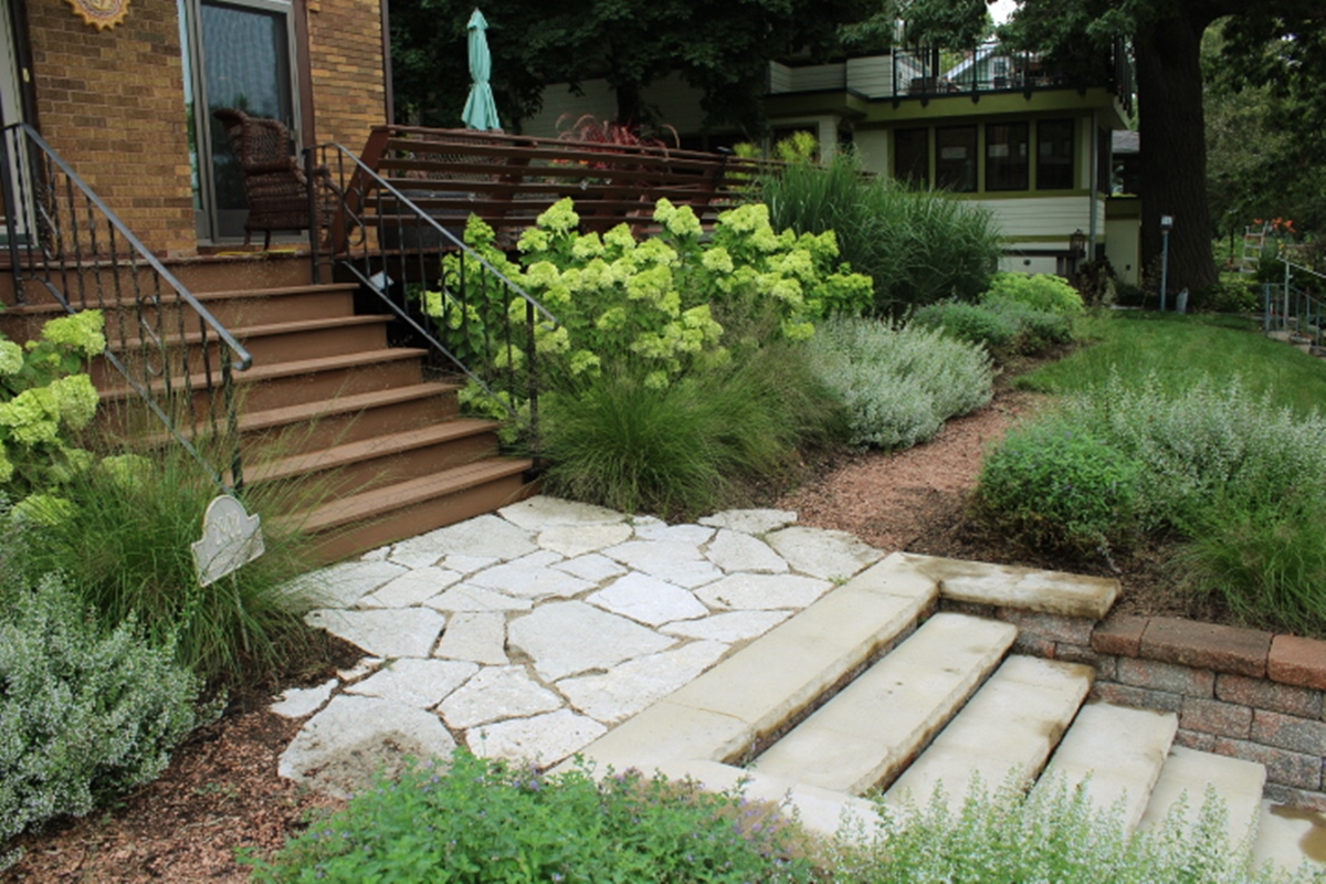 Hydrangea Little Lime