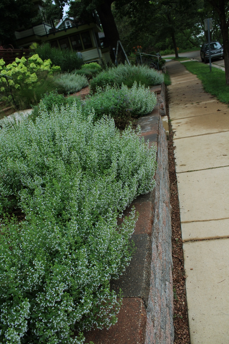 Montrose White Calamint