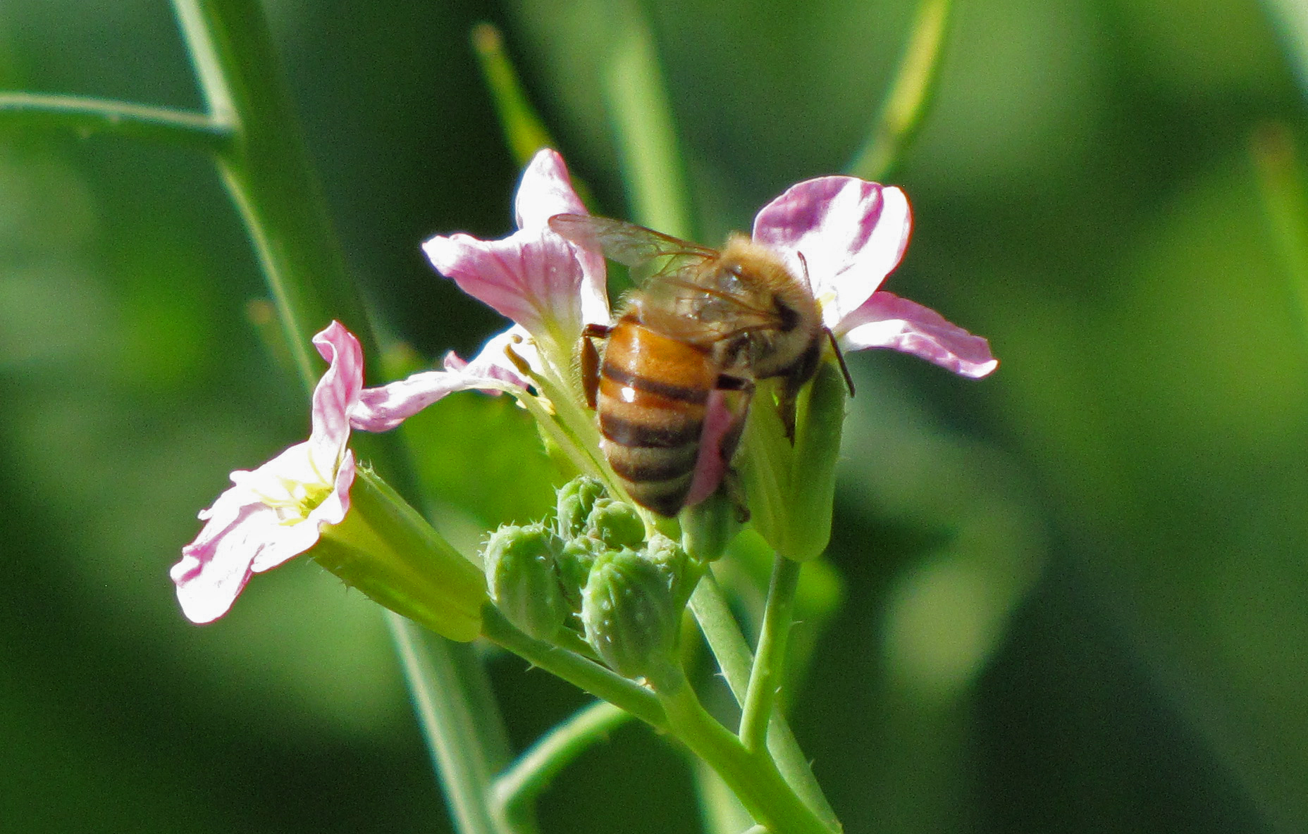 The Scent of a Radish Four String Farm Four String Farm