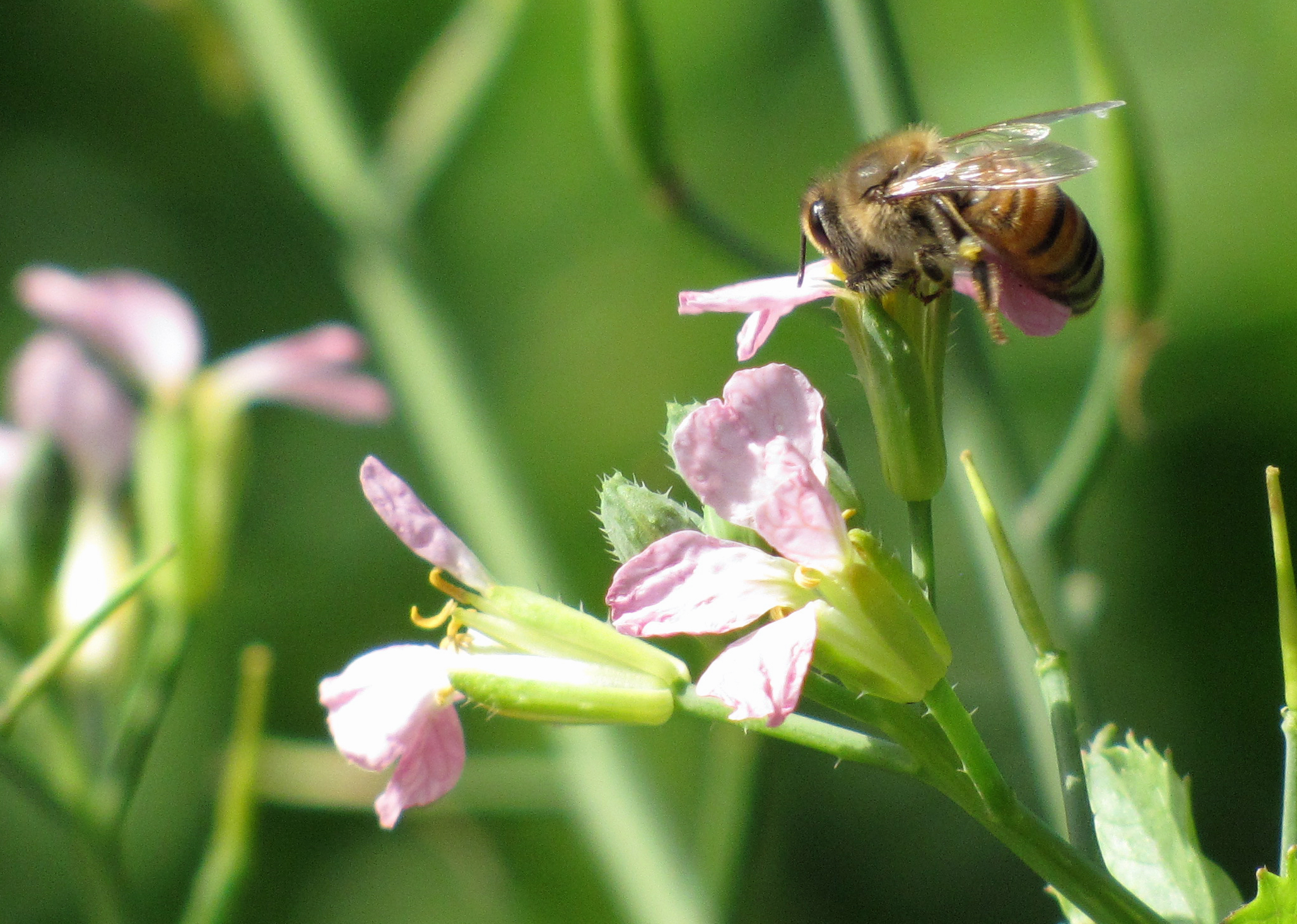 The Scent of a Radish Four String Farm Four String Farm