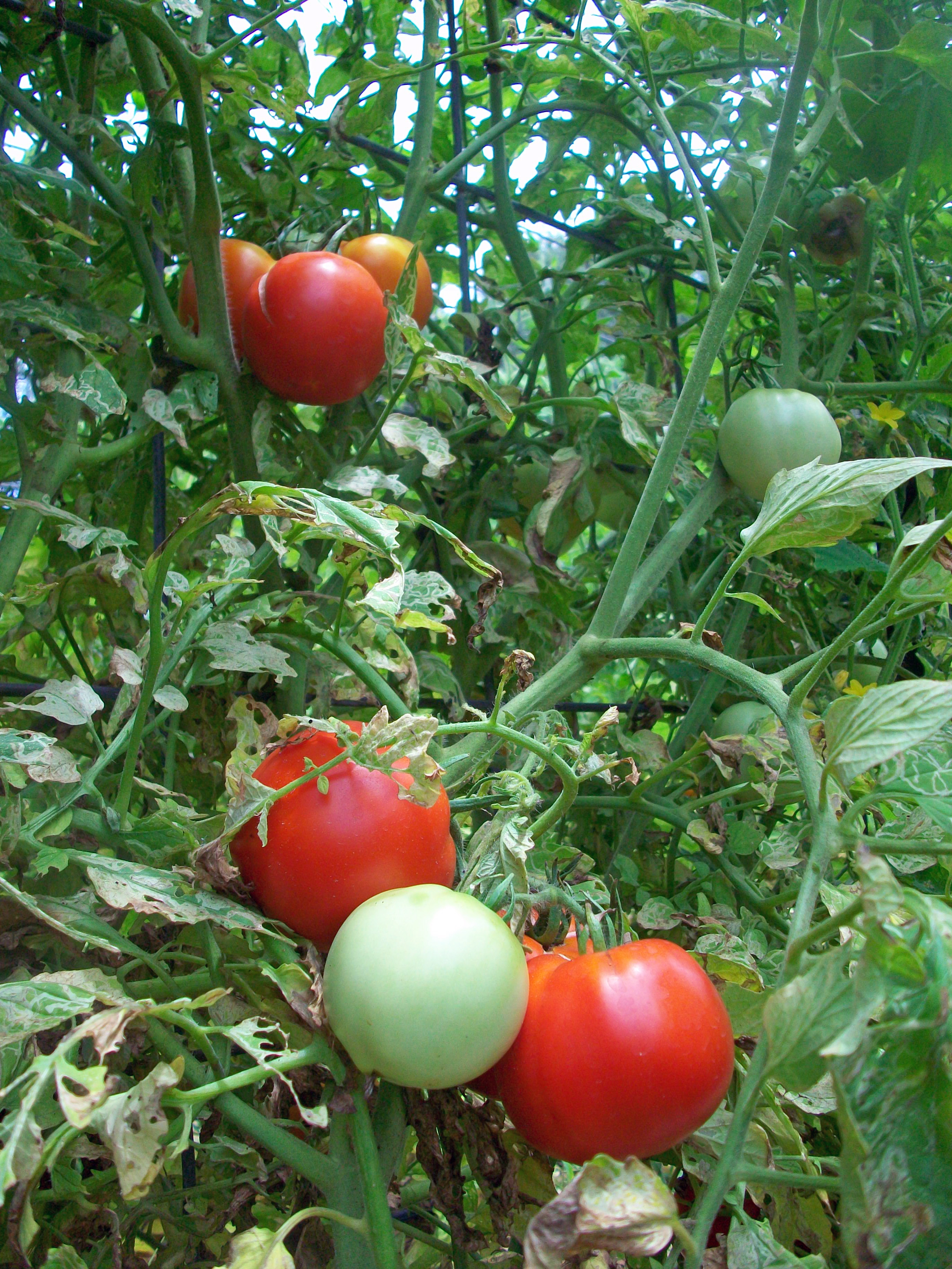 pix Oyster Shells For Tomatoes notes on growing tomatoes four string