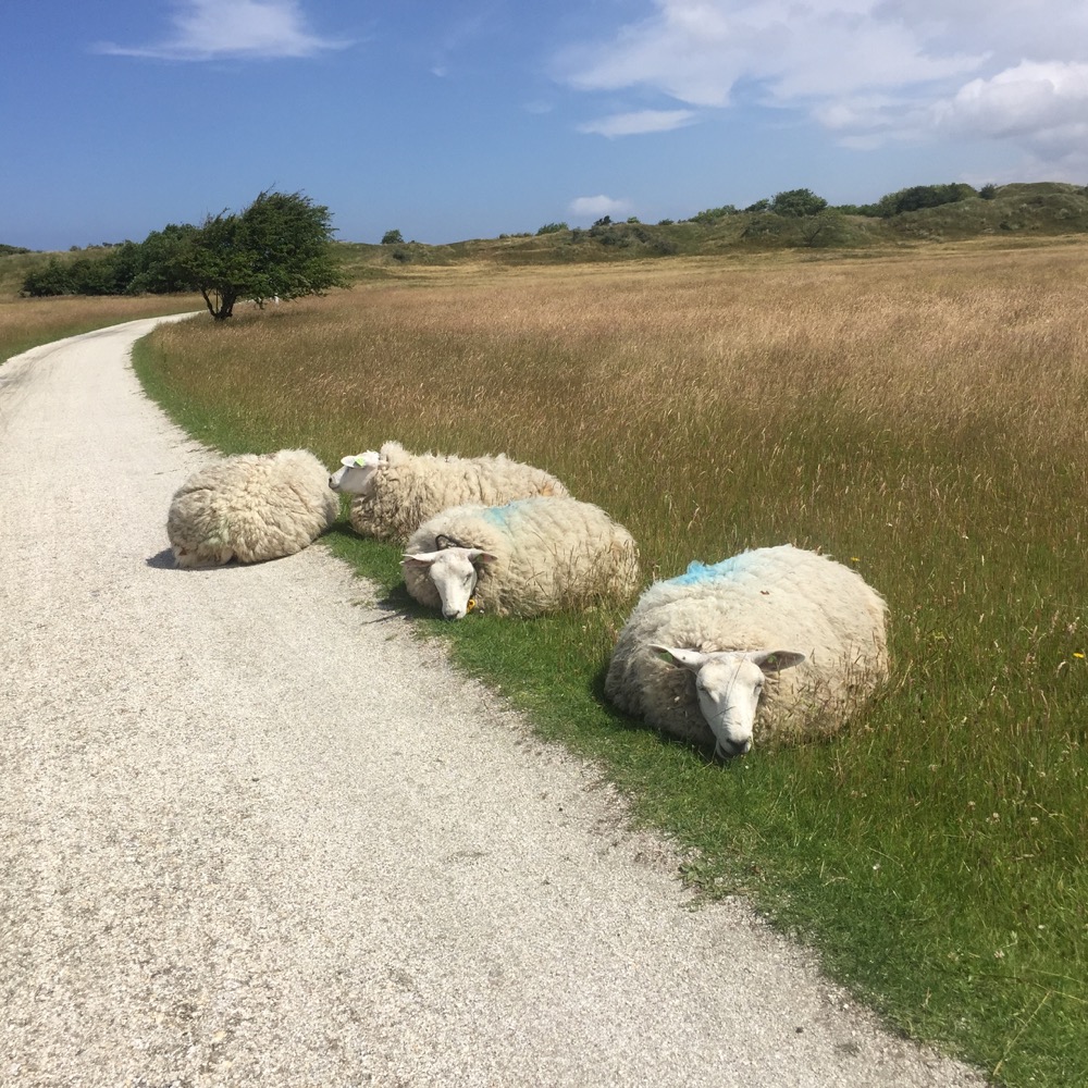 Schapen naast fietspad