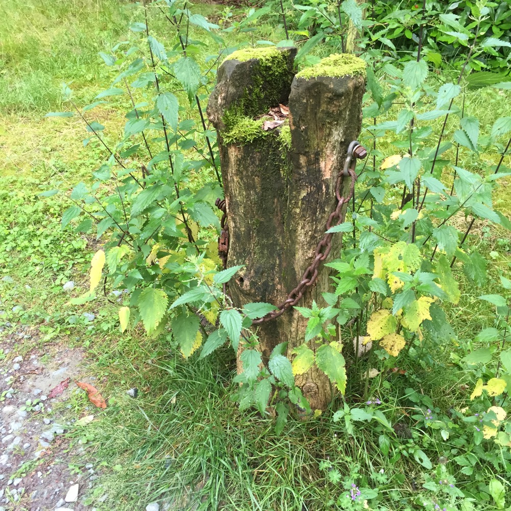 stronk met oude ketting