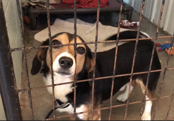 Animal shelter in muncie to open facility for dogs with special needs