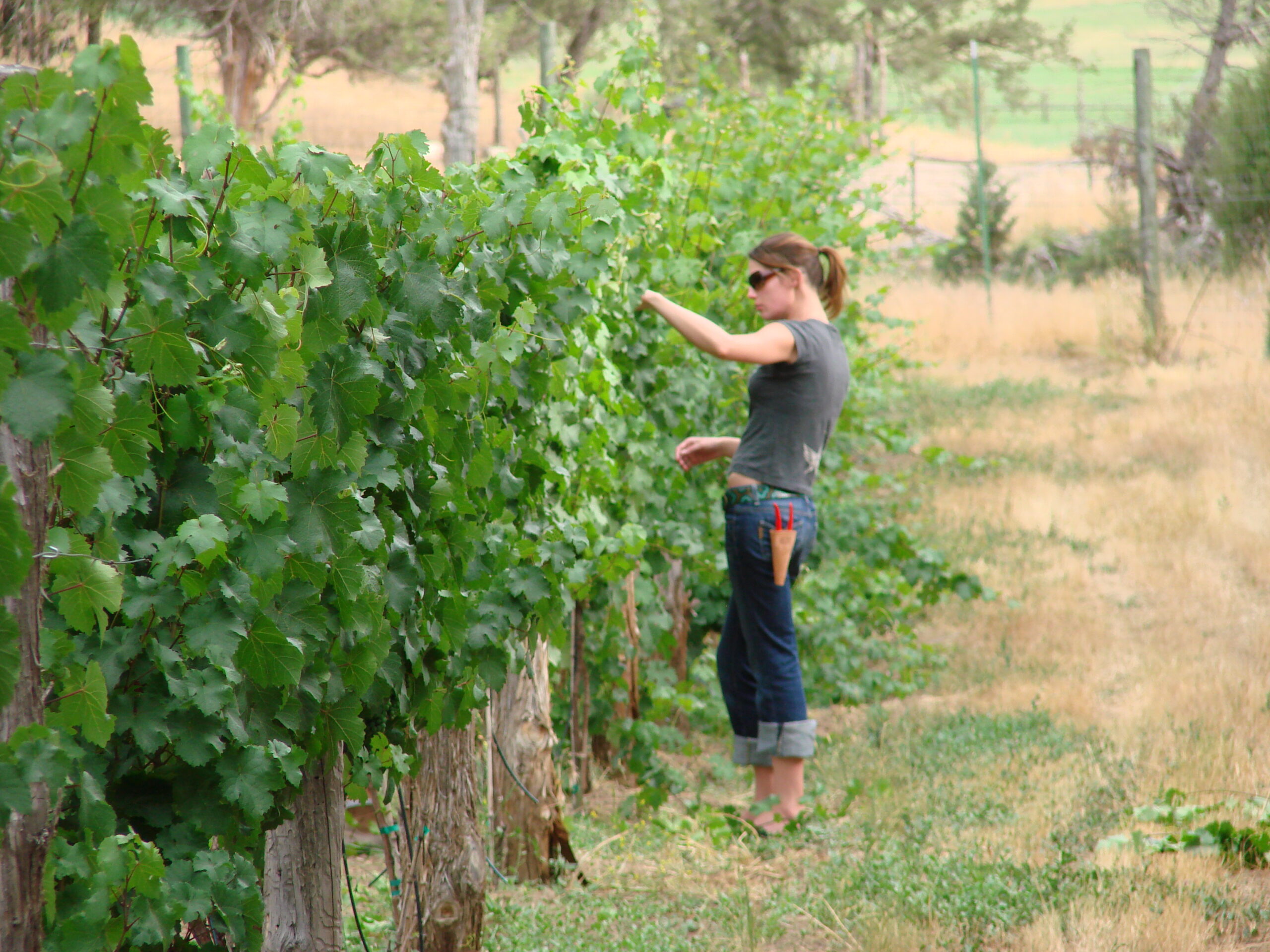 Winery Vineyard - Fox Fire Farms