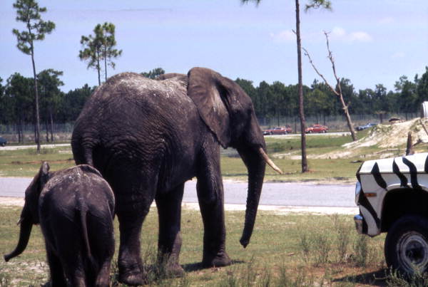 Safari In Africa At The Legoland Theme Park In Florida Stock
