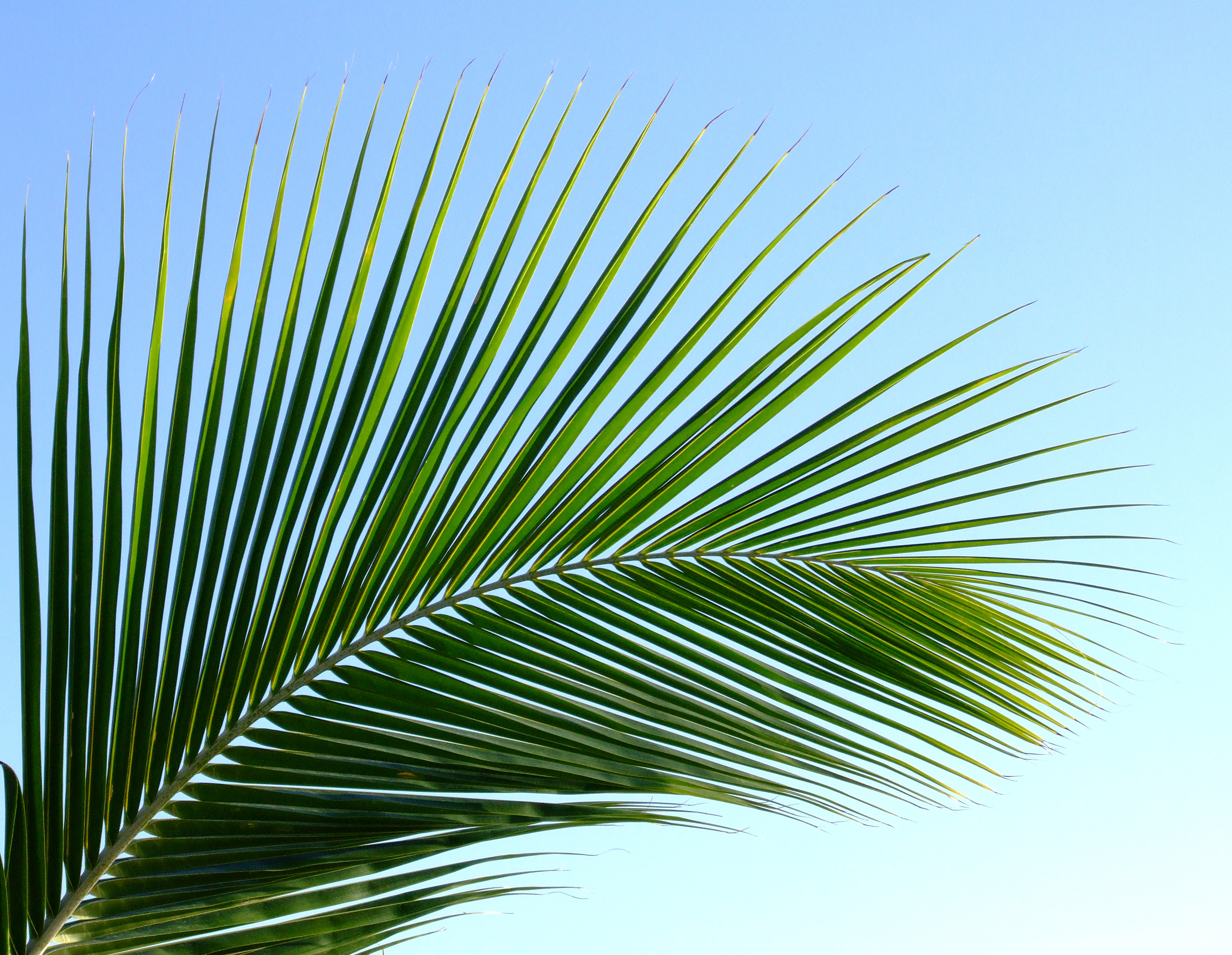 palmbranch to FPCSA