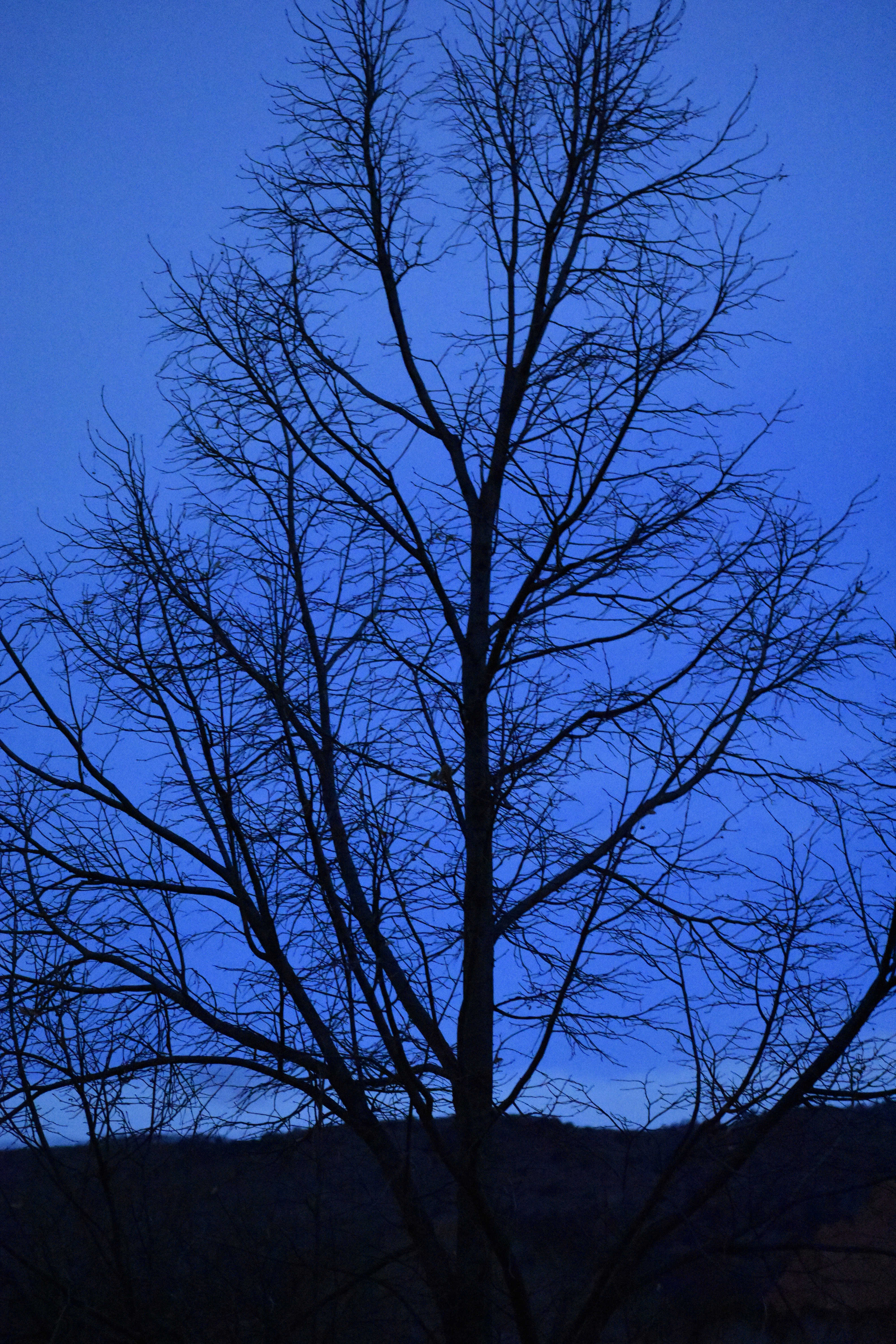 Branches (© F. P. Dorchak, Dec 11, 2016)