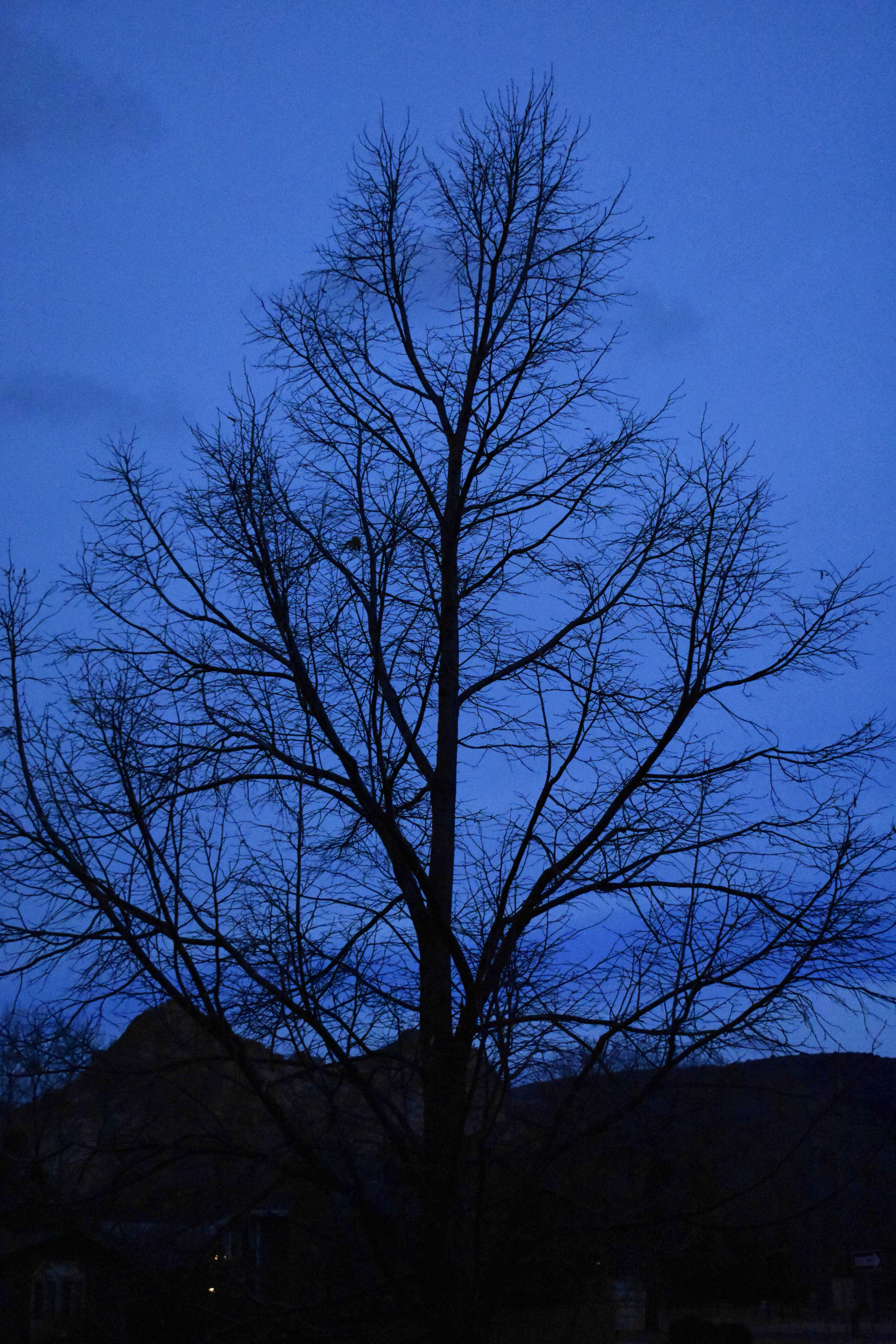 Branches (© F. P. Dorchak, Dec 11, 2016)