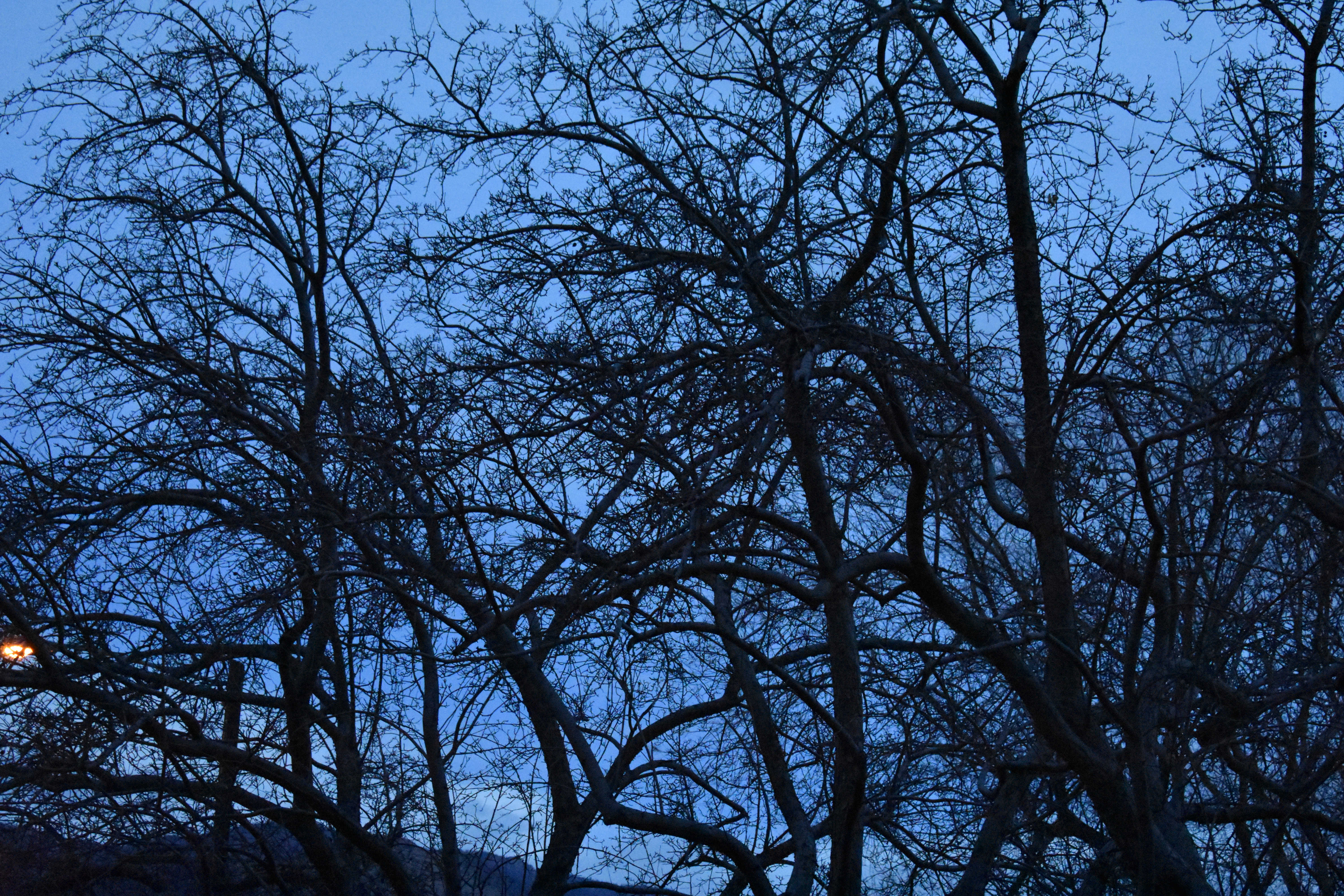 Branches (© F. P. Dorchak, Dec 11, 2016)