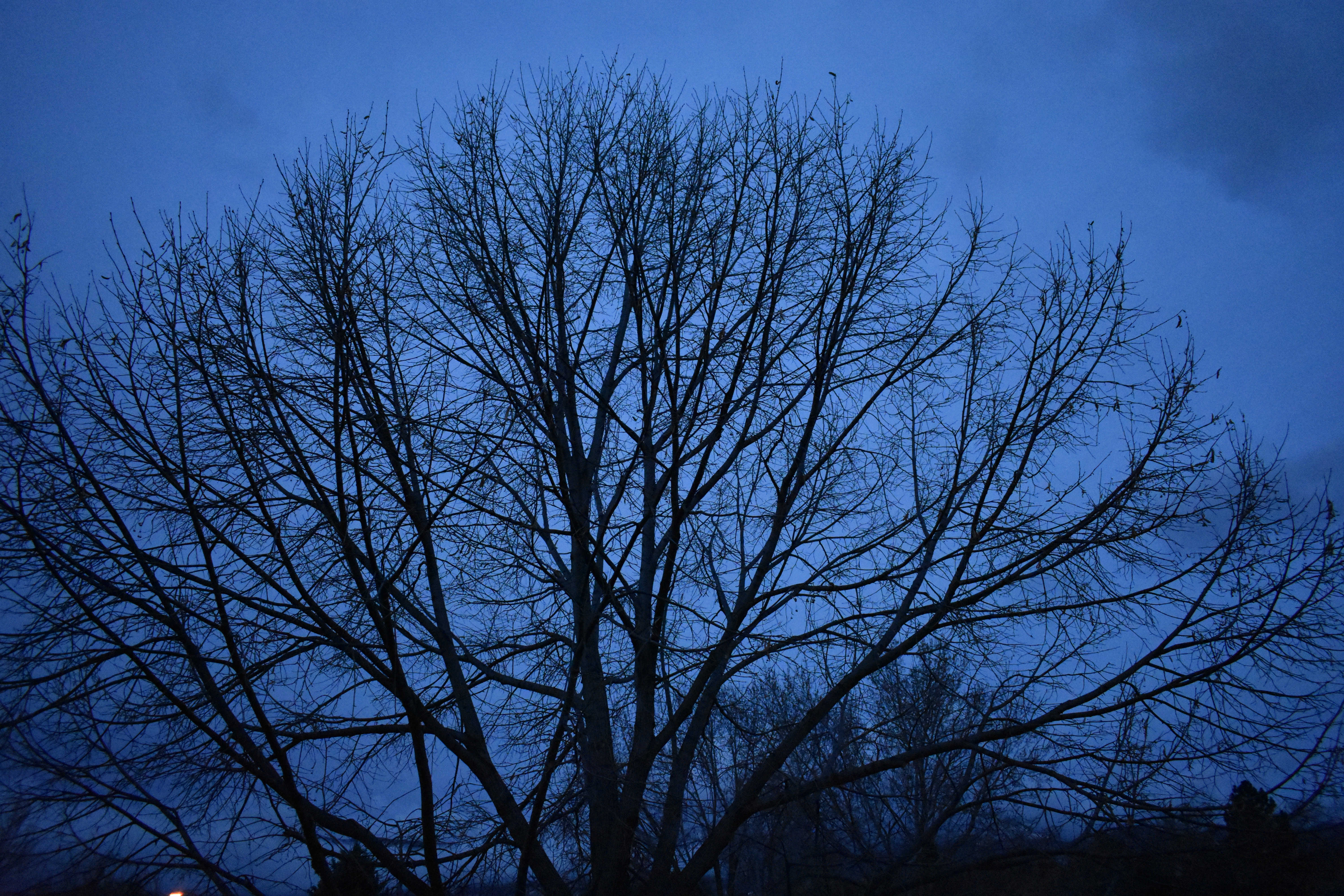 Branches (© F. P. Dorchak, Dec 11, 2016)
