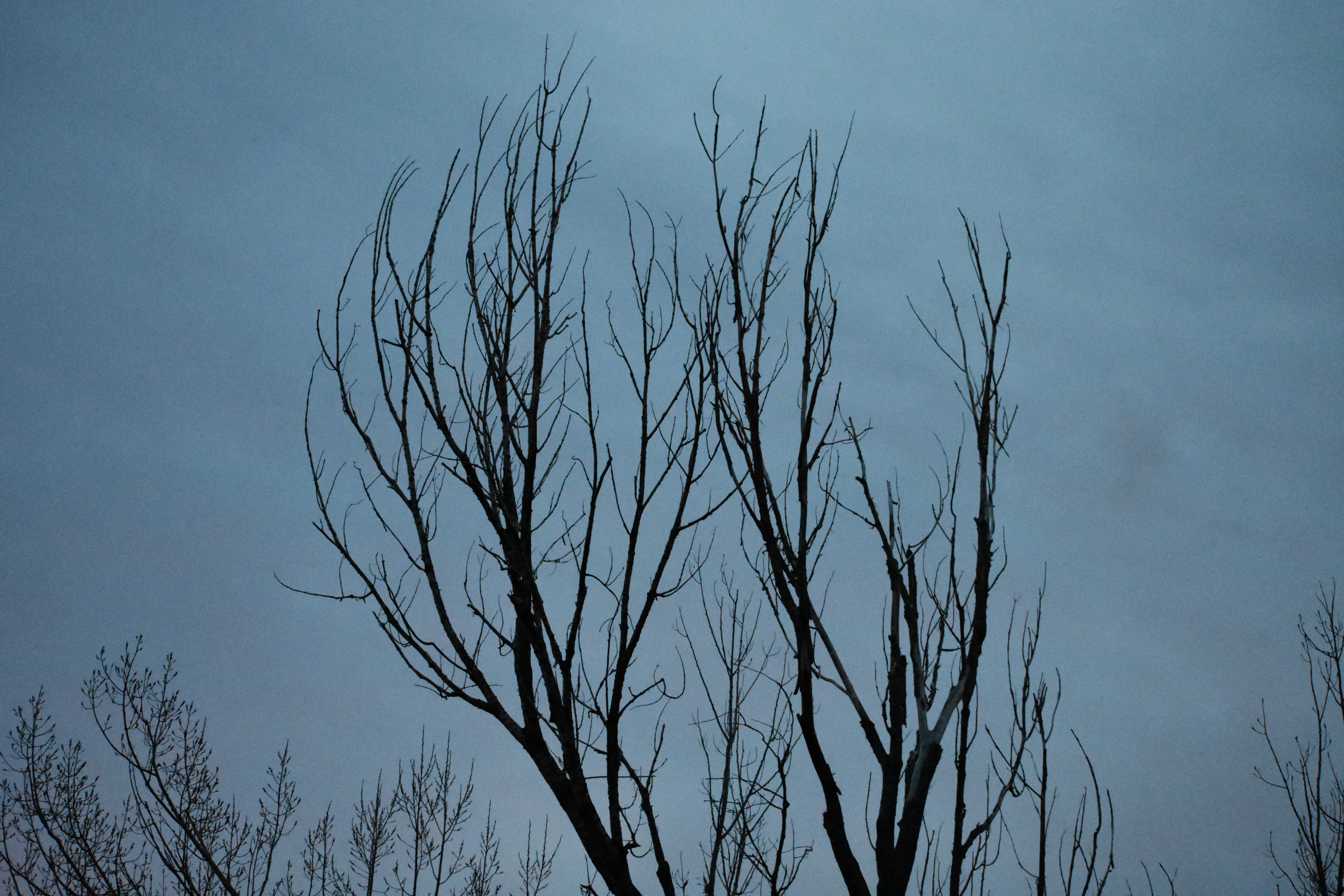Branches (© F. P. Dorchak, Dec 11, 2016)