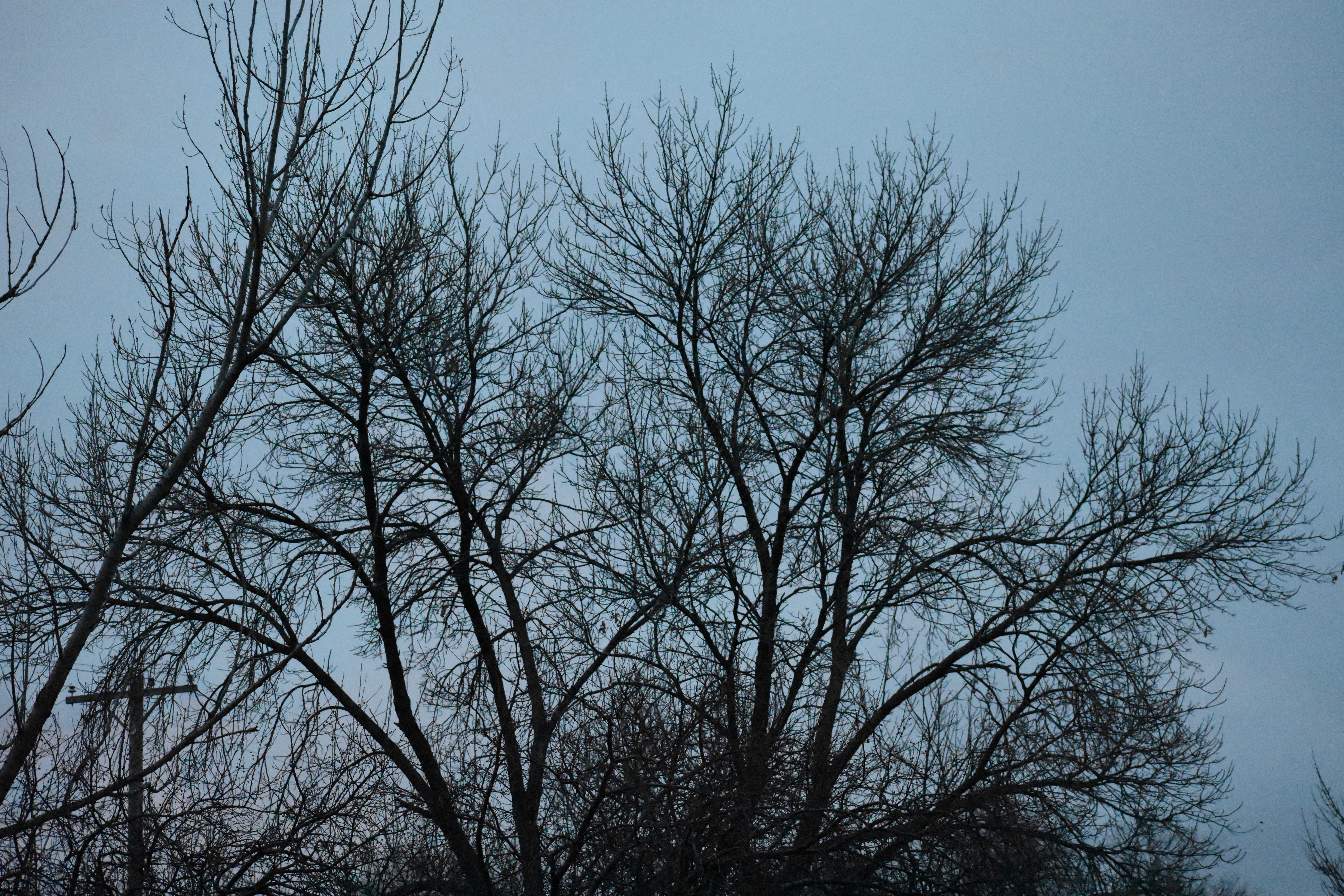 Branches (© F. P. Dorchak, Dec 11, 2016)