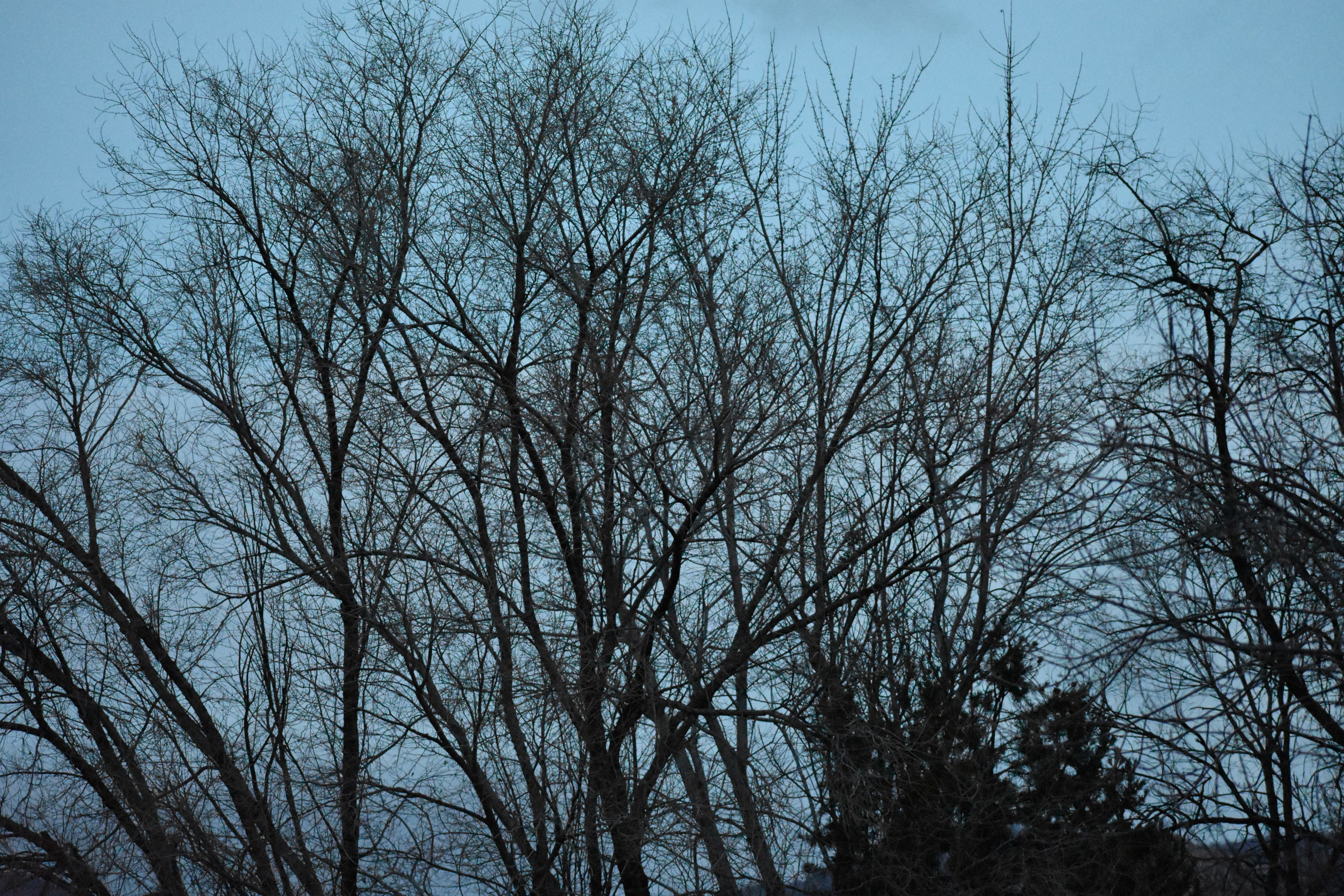 Branches (© F. P. Dorchak, Dec 11, 2016)