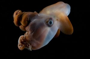 Palung Mariana dan 7 Hewan Penghuni Setia - Fakultas Perikanan dan  Kelautan, faculty of fisheries and marine unair