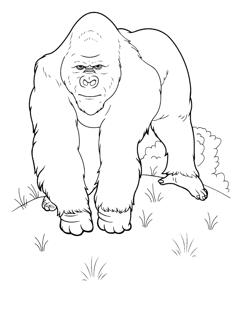 Tous les dessin du coloriage aliment sont à imprimer et à colorier. Coloriage - Un grand singe