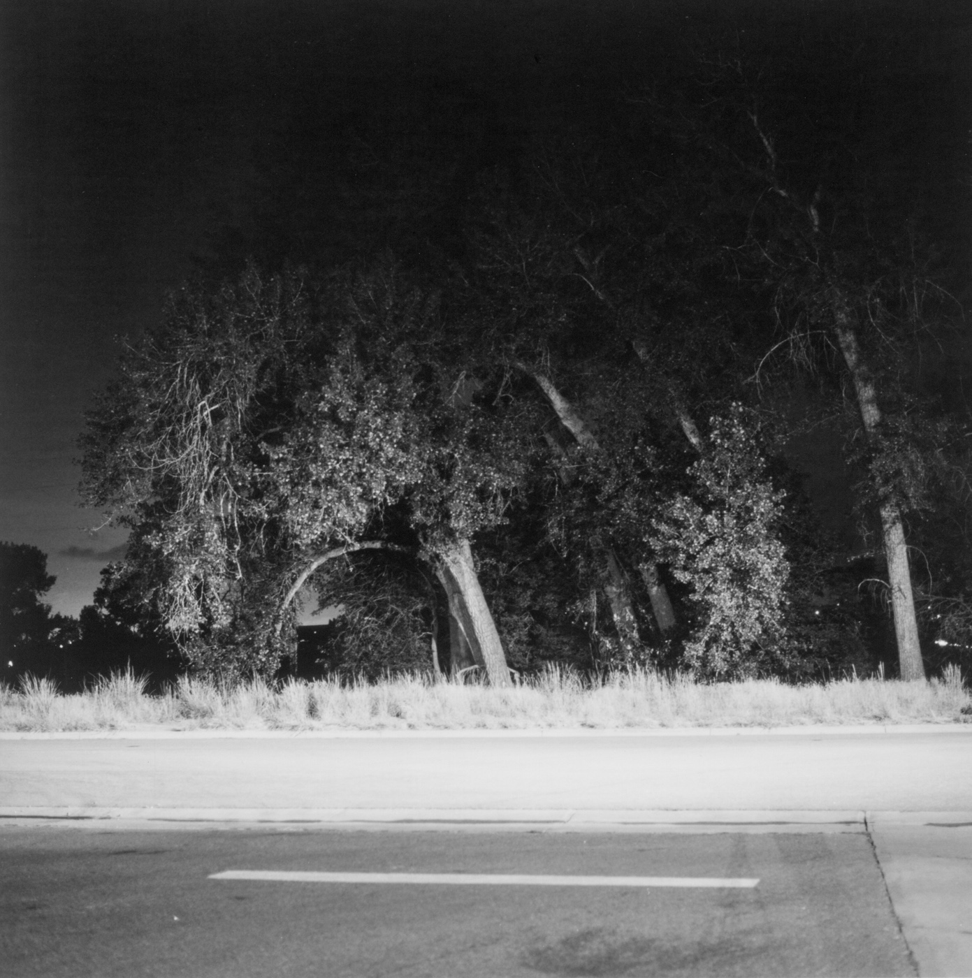 Black-and-white photograph of trees and a road at night.