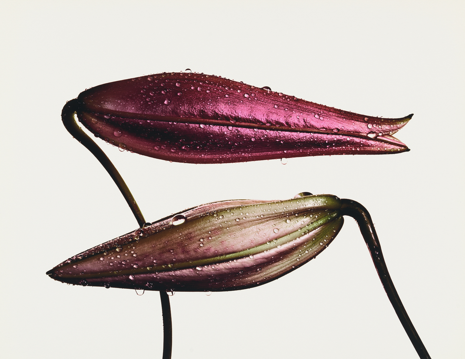 Irving Penn: Flowers | Fraenkel Gallery