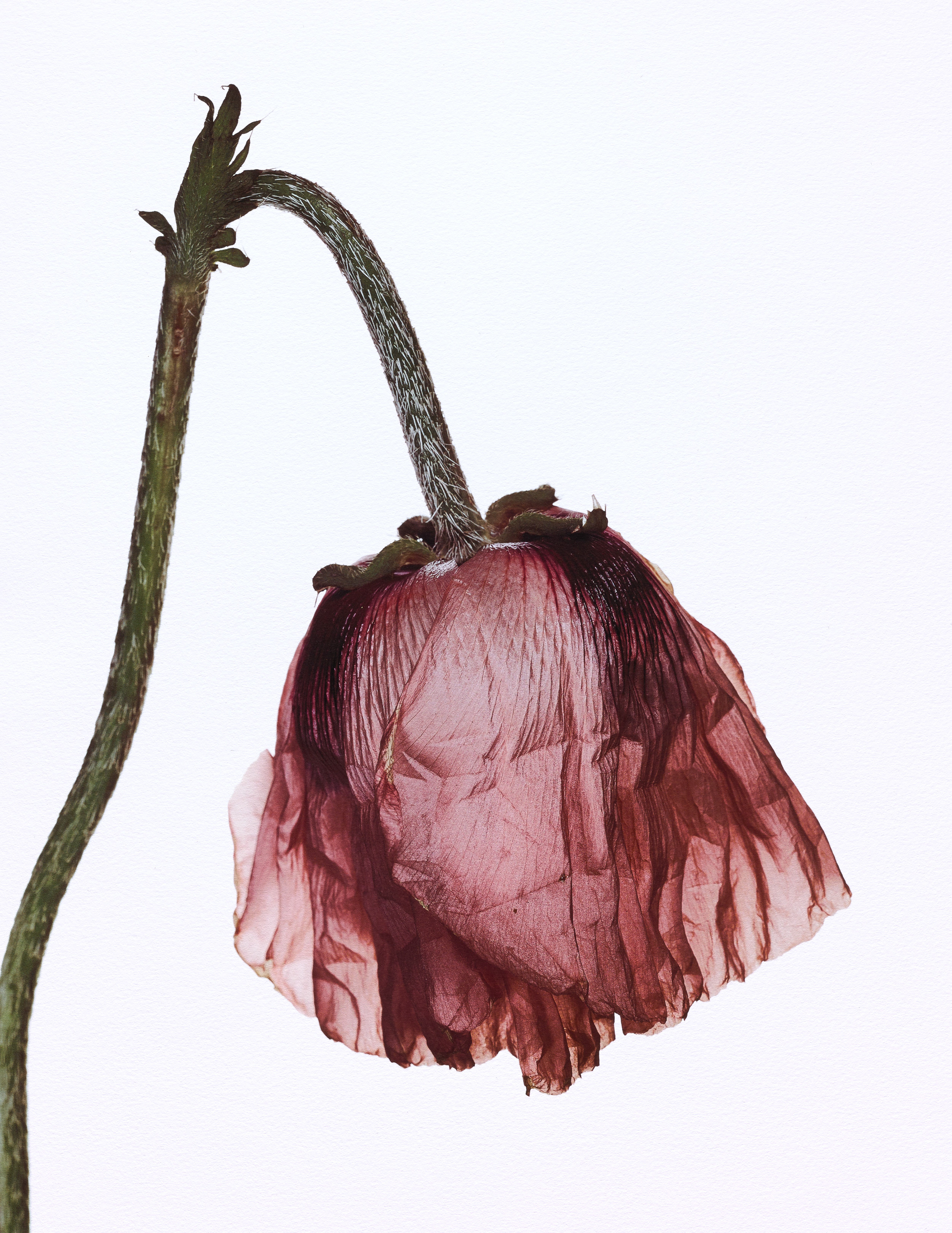 Irving Penn: Flowers | Fraenkel Gallery