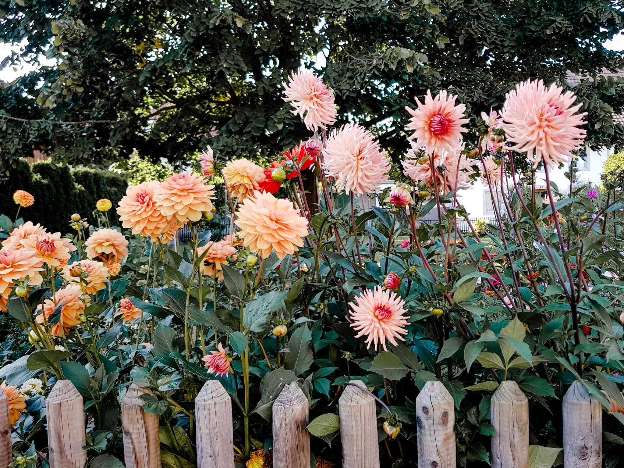 Dahlien