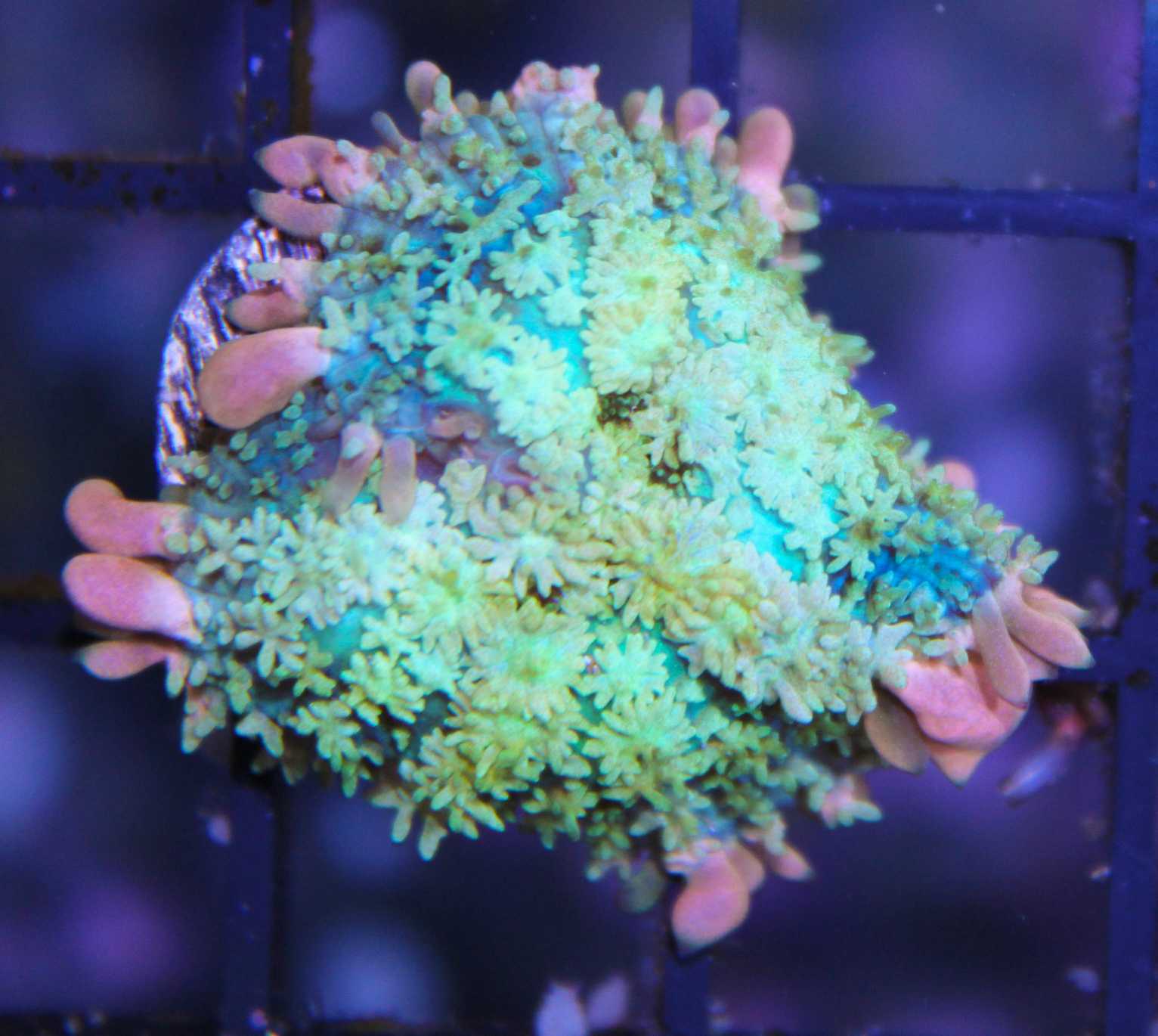 Cornbred S Bubbalicious Bounce Mushroom Cornbred Corals Learning that he enjoys low flow for larger bounce but can also handle a medium flow of a SPS system.