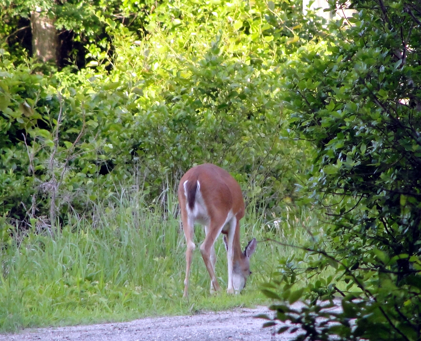 Skipped out of work a bit early for a walk in the woods.