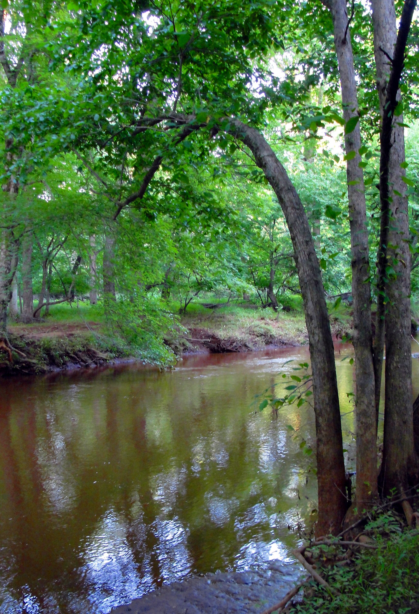 A walk through the woods