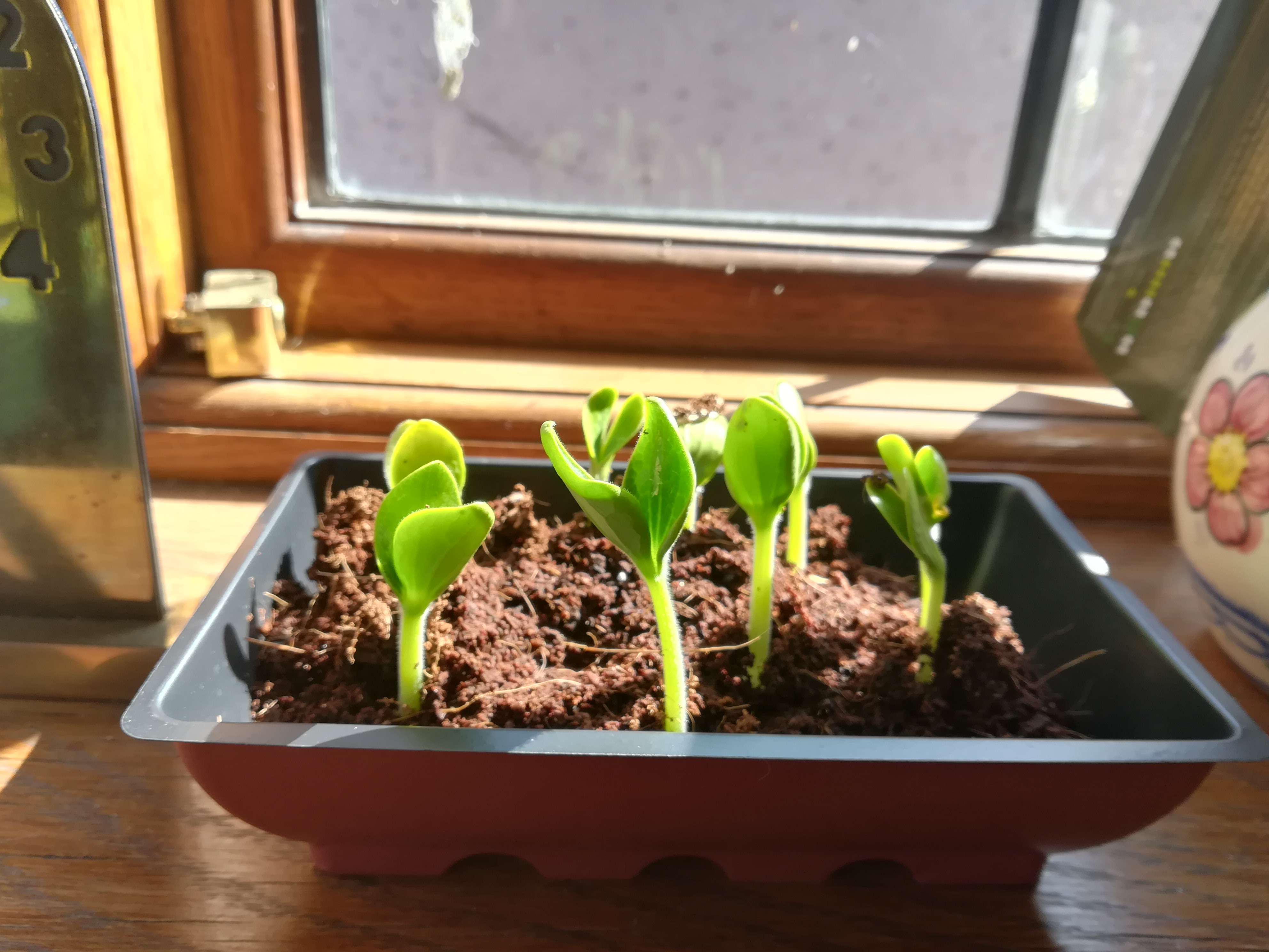 Small baby courgettes