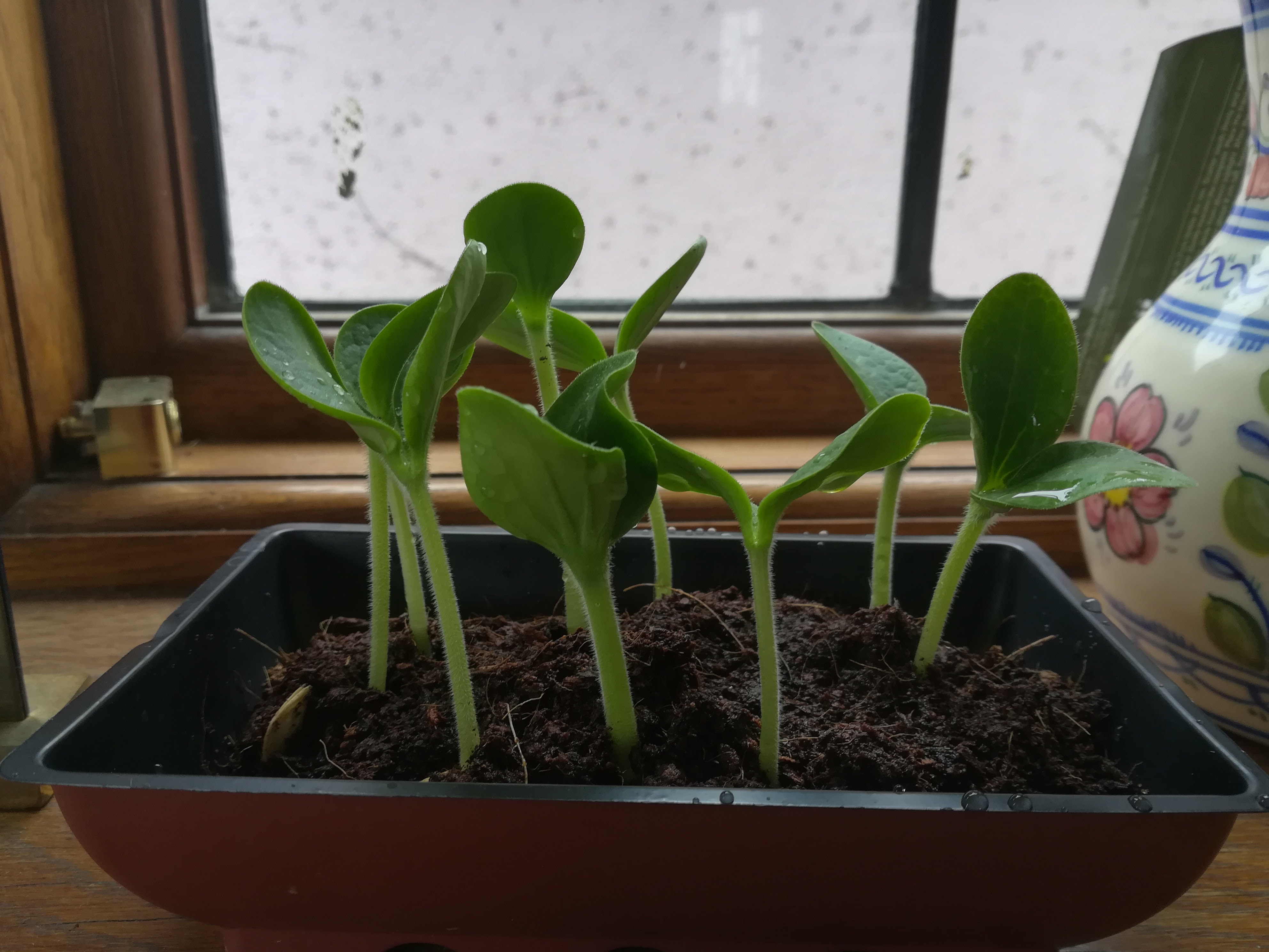 Teenage Courgettes