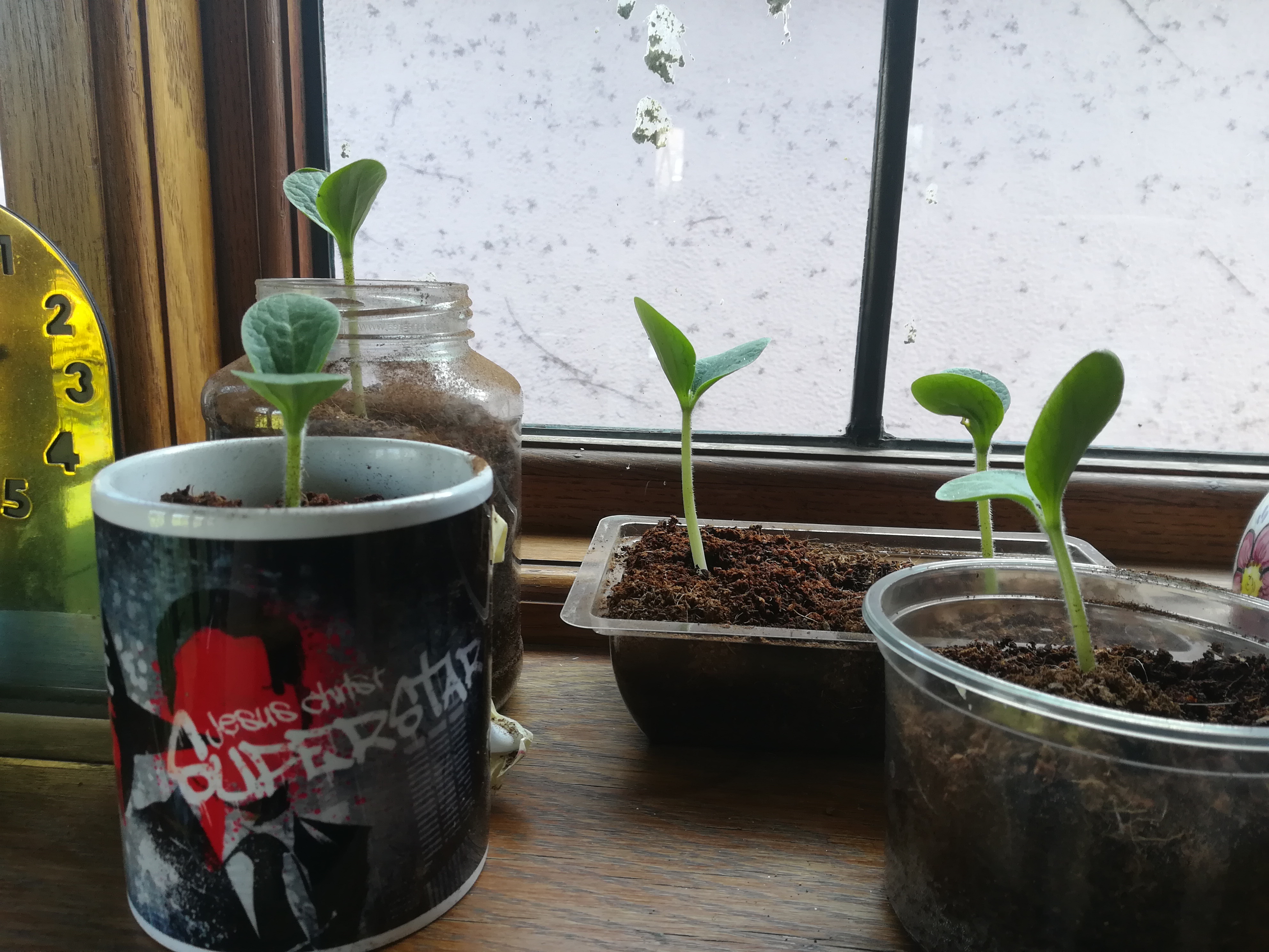 Separated Courgette sprouts in mugs and pots