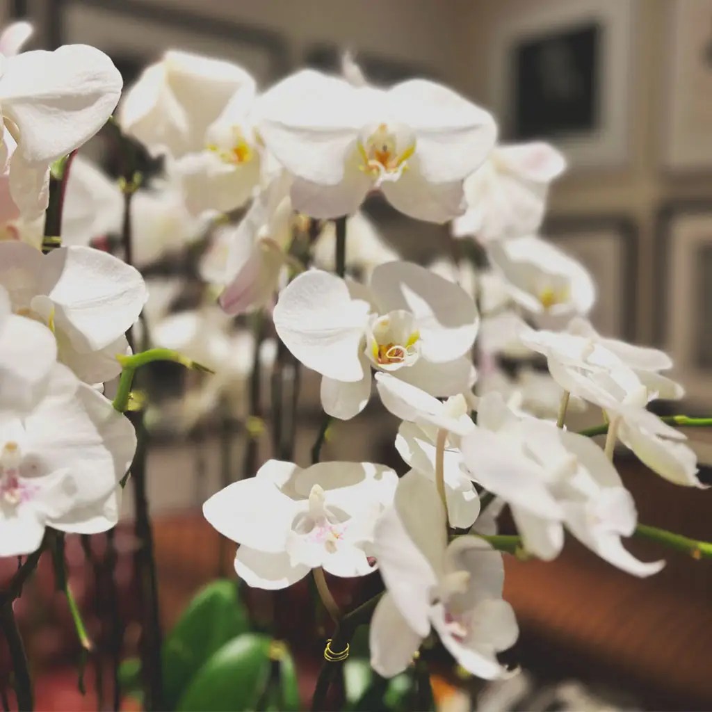 White orchids