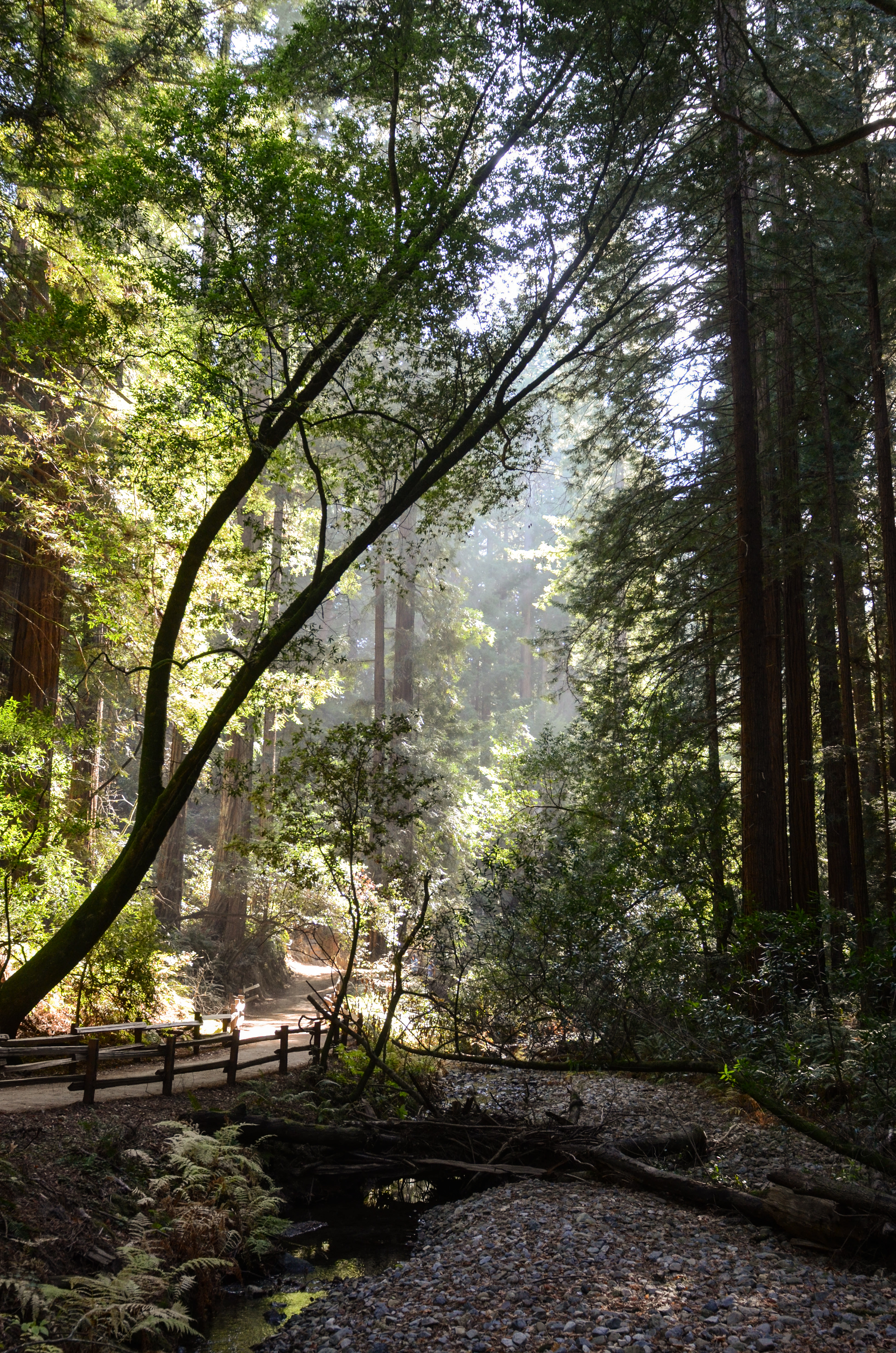 Muir Woods Mill Valley, CA