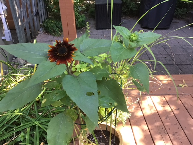 One Sunflower in Bloom