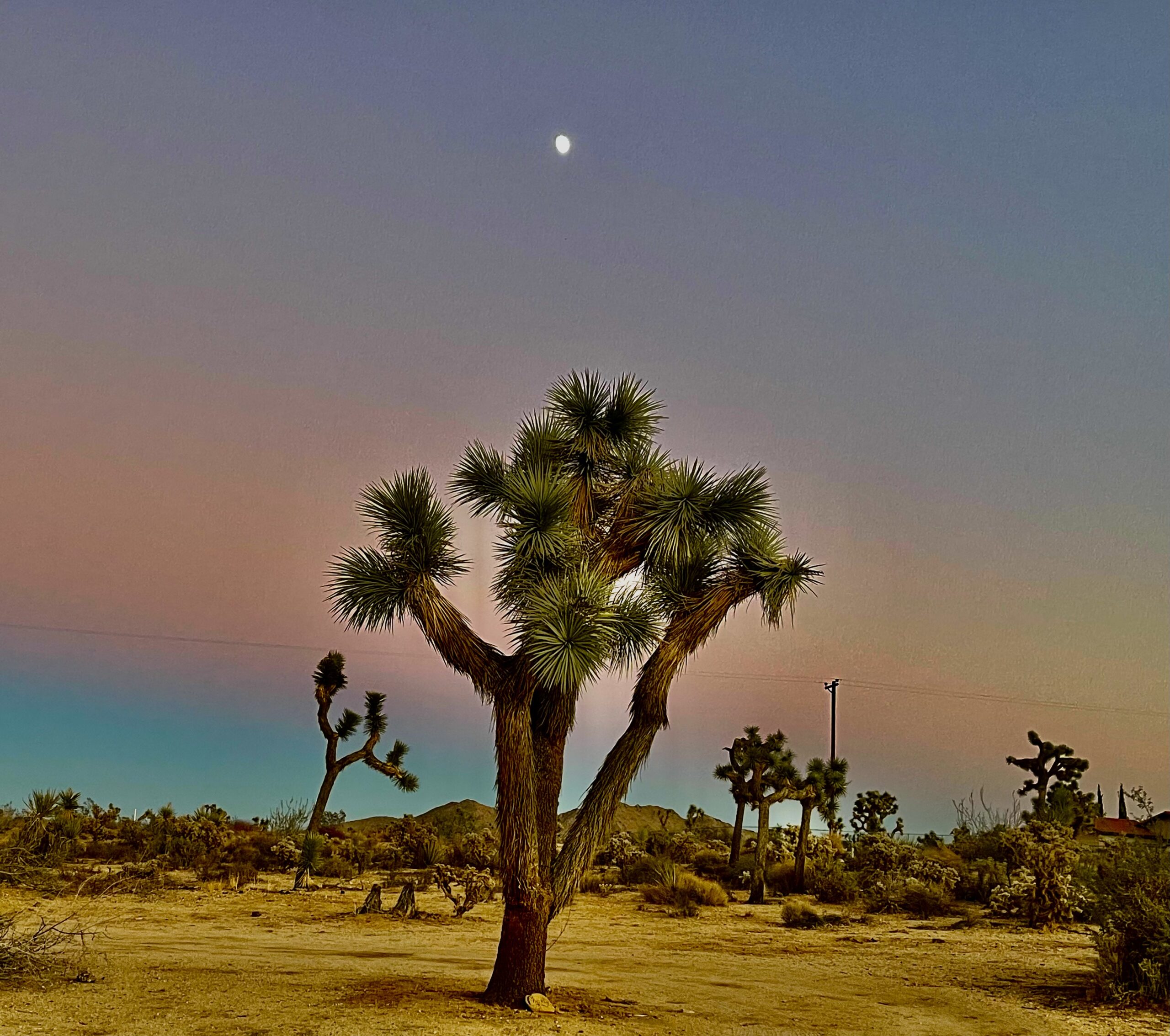 One of our Joshua Trees outside our kitchen window.