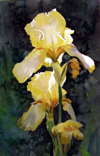 Iris #2
