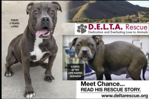 duarte delta grillo - Frank Report