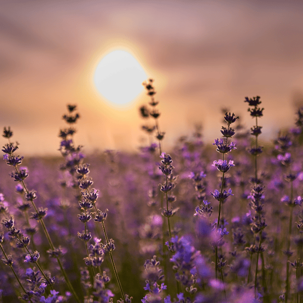 Homegrown Dried Lavender