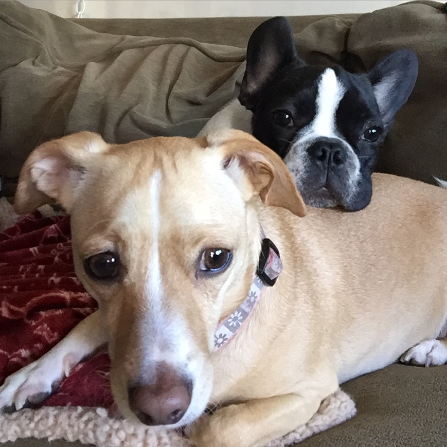 Cute dogs sitting together