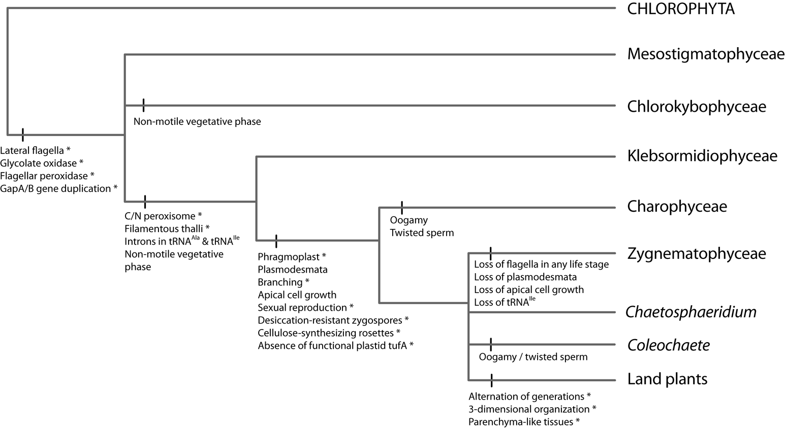 An evolutionary tree is a visual demonstration of the evolution of species from its point of origin. Phylogeny And Molecular Evolution Of The Green Algae Frederik Leliaert